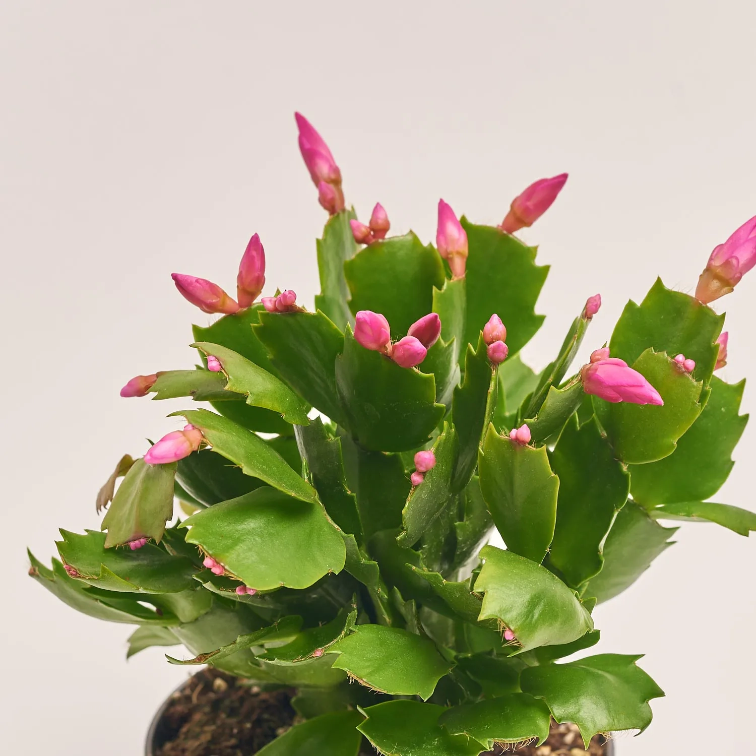 Зображення товару Шлюмбергера мікс, артикул: 1309