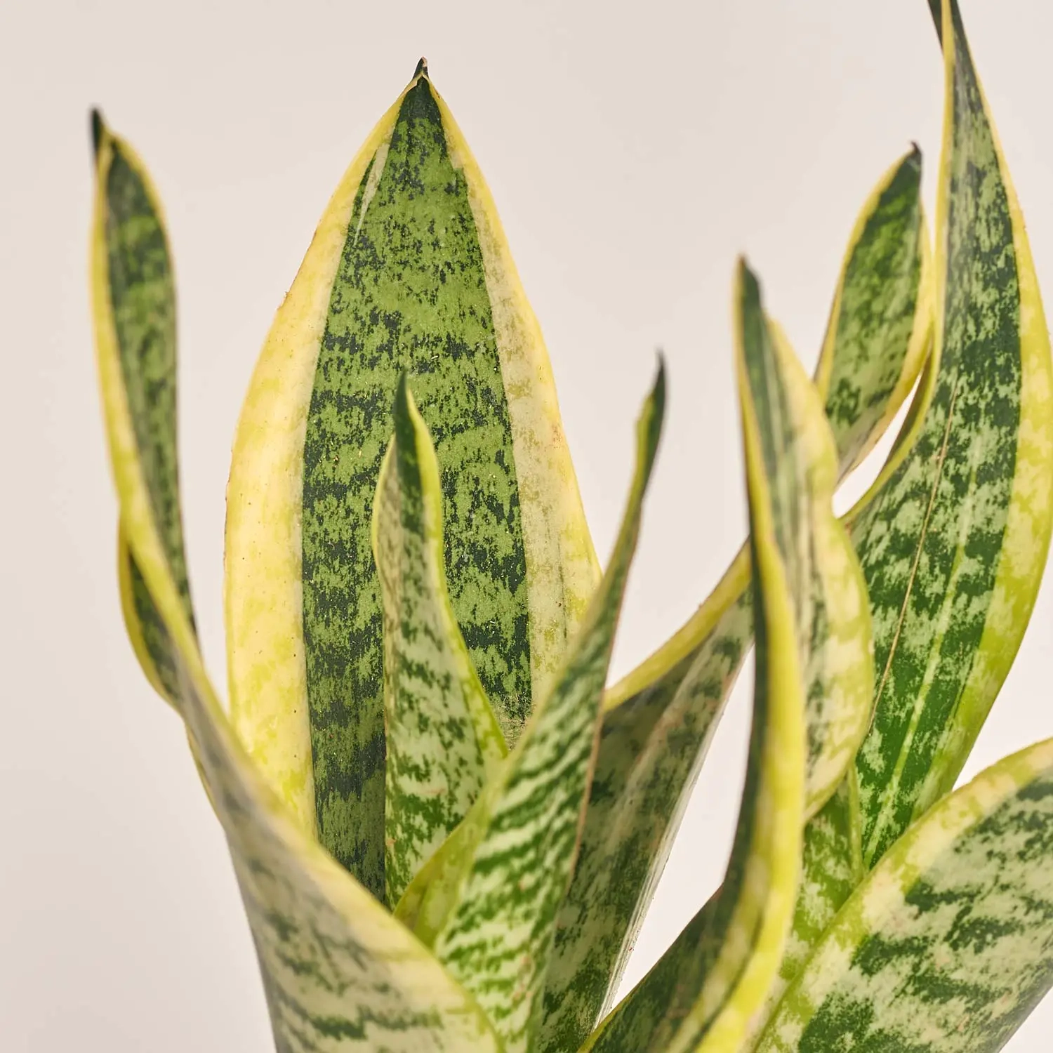 Зображення товару Сансевієрія Футура Суперб, артикул: 53420