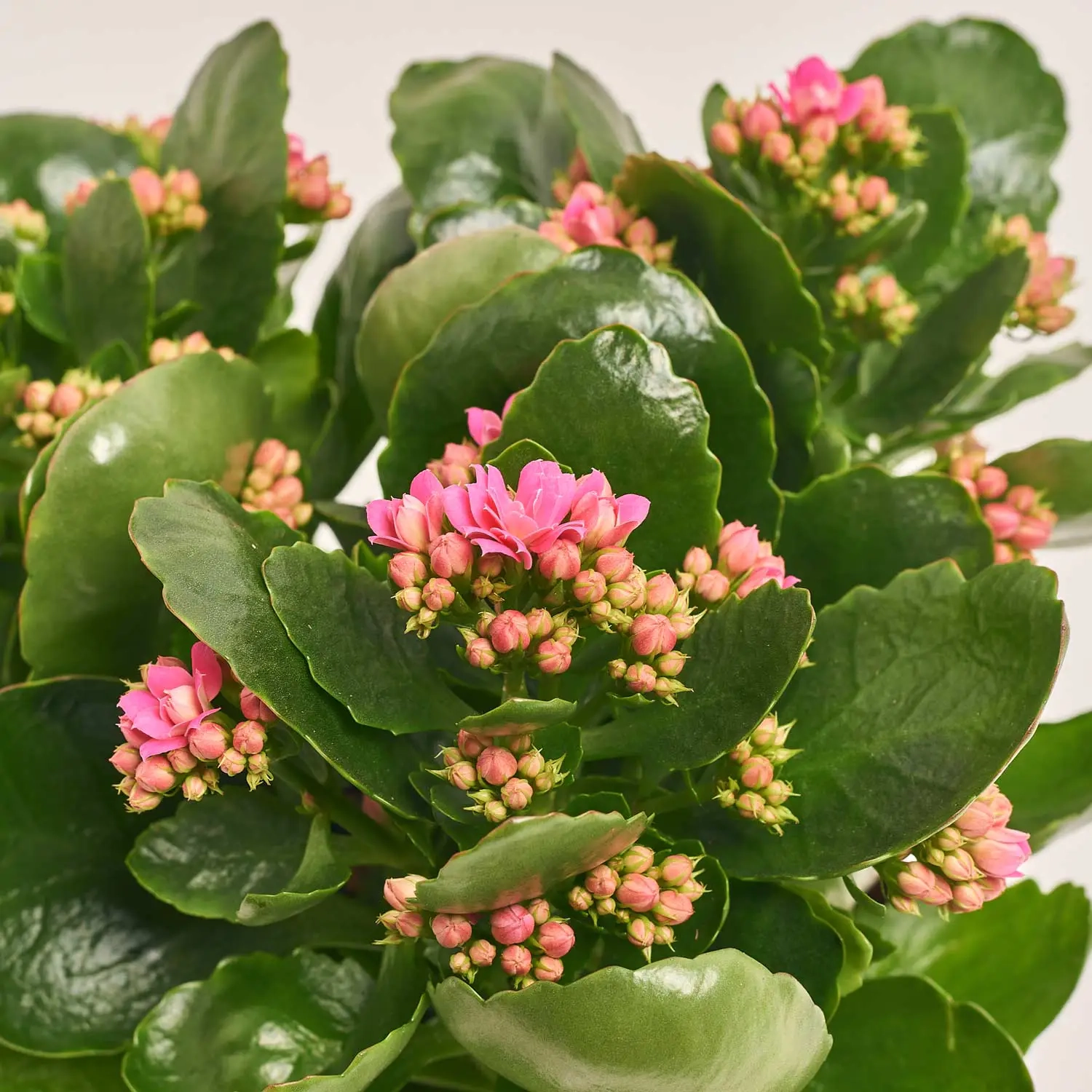 Зображення товару Каланхоє мікс, артикул: 18511