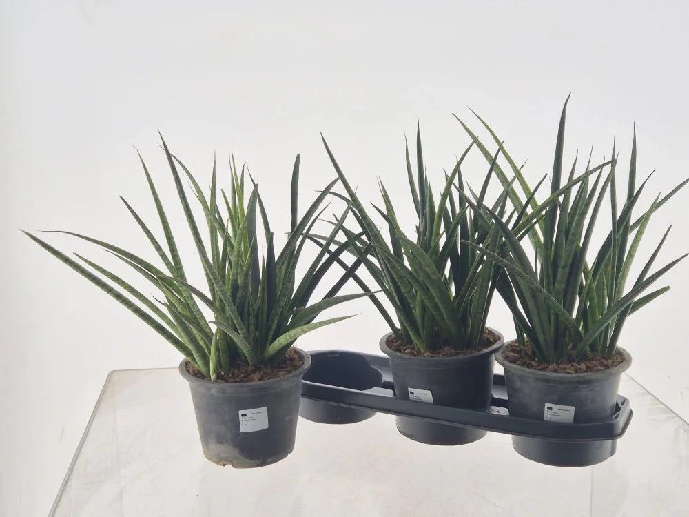 Зображення товару Сансевієрія Фернвуд, артикул: 57615