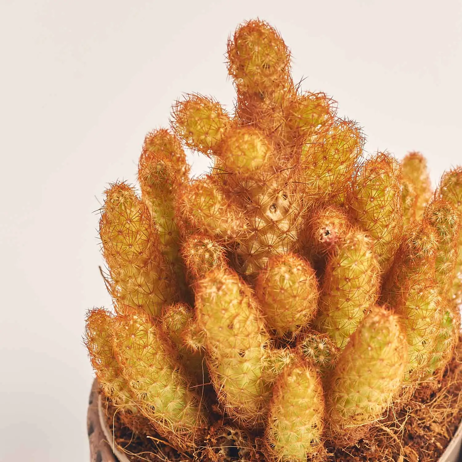 Зображення товару Кактус мікс в кер., артикул: 56882