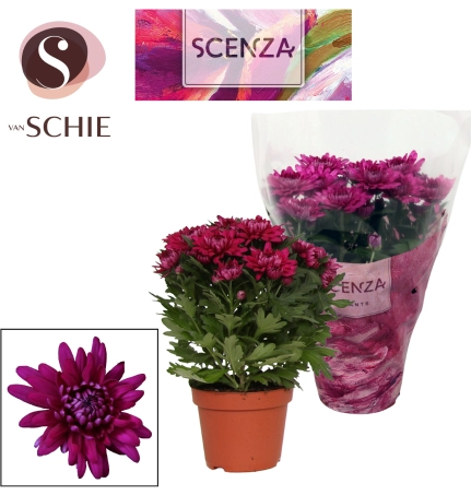 Зображення товару Хризантема Крістал фіолетова, артикул: 52843