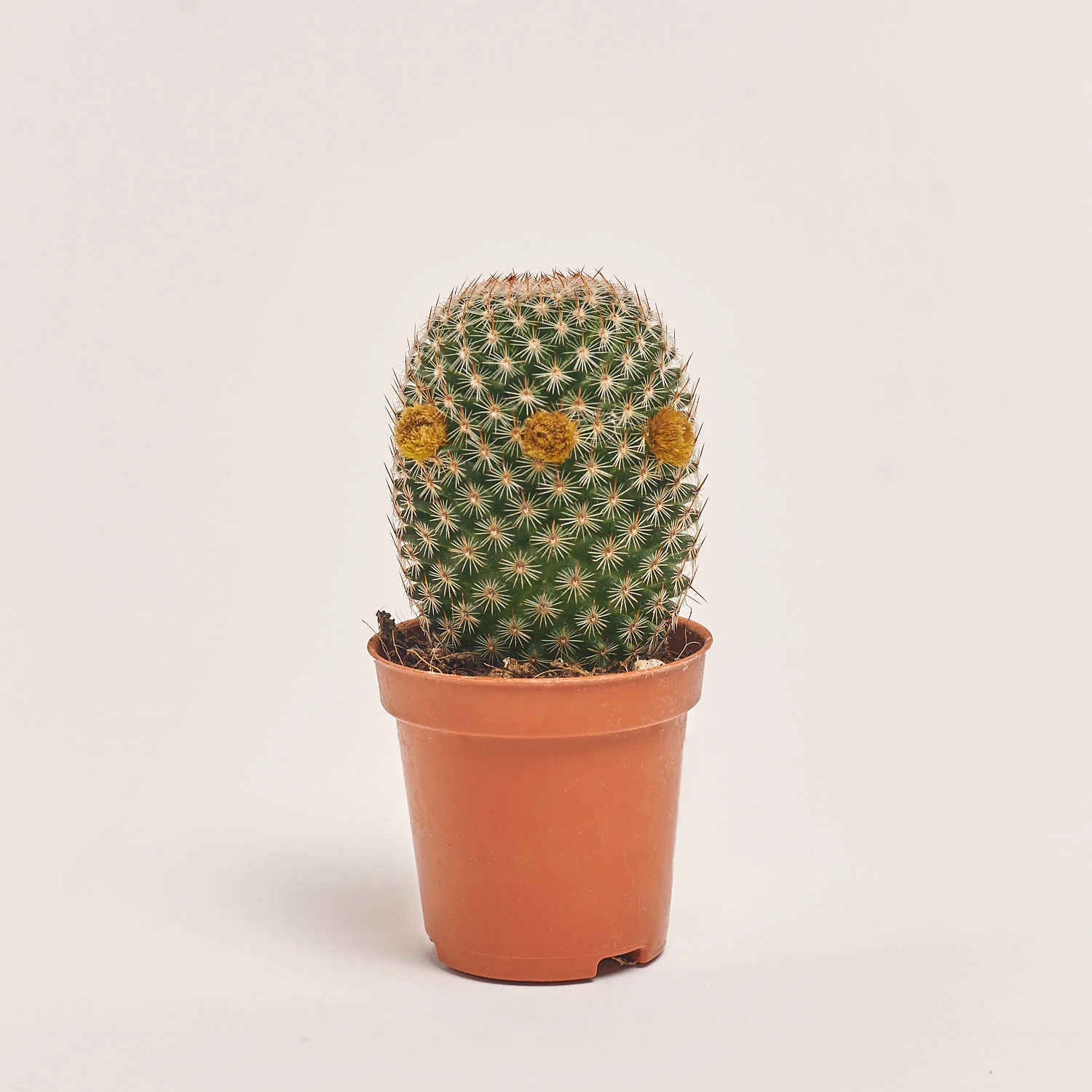 Кактус з квітами, артикул: 53320 Зображення товару Кактус з квітами, артикул: 53320