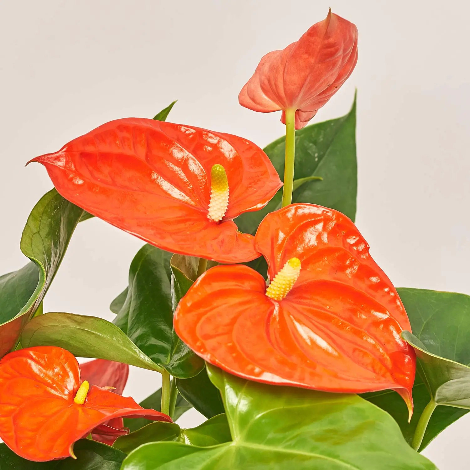 Антуріум Флоріда, артикул: 53413 Зображення товару Антуріум Флоріда, артикул: 53413