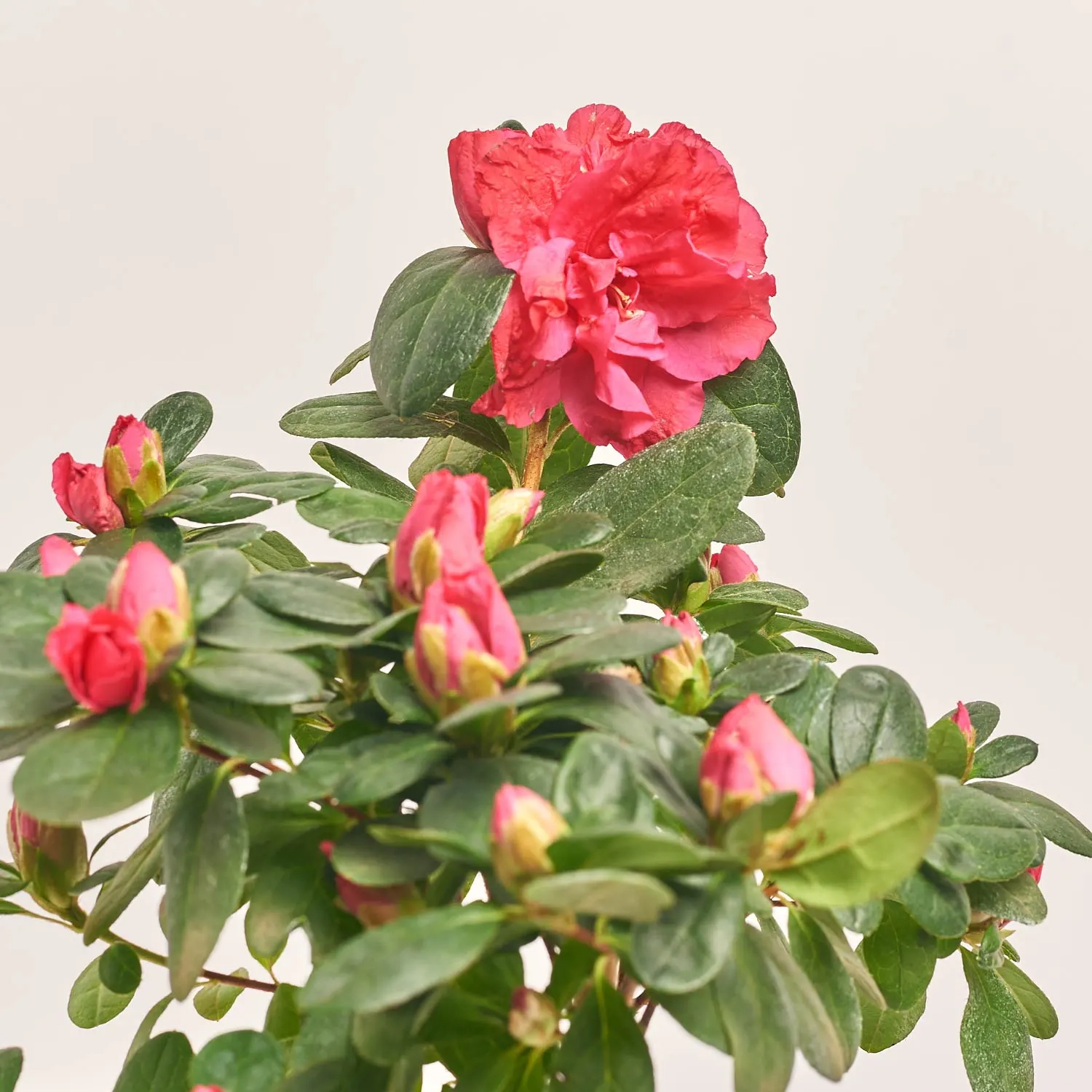 Азалія мікс штам., артикул: 25148 Зображення товару Азалія мікс штам., артикул: 25148