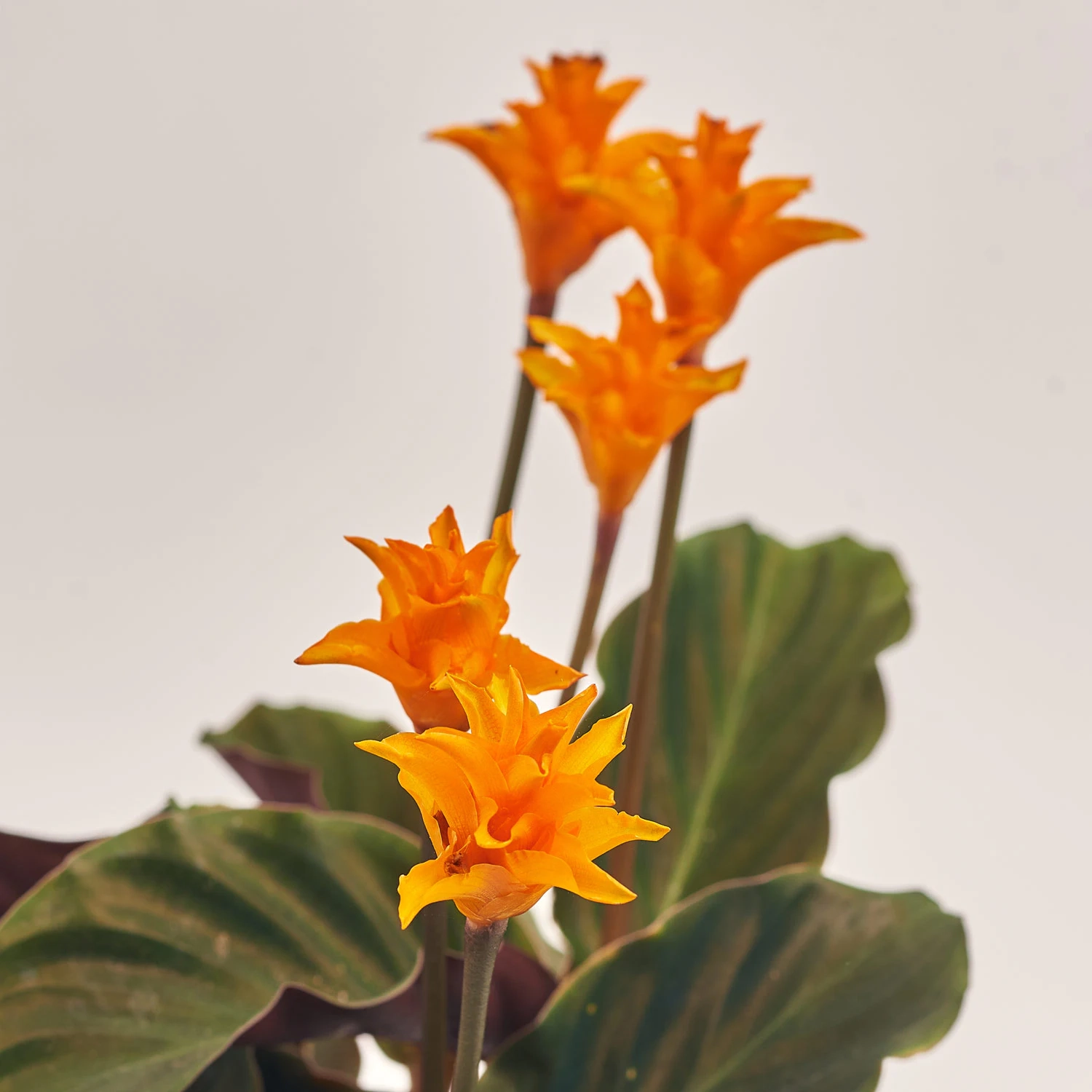 Калатея Кроката, артикул: 25792 Зображення товару Калатея Кроката, артикул: 25792