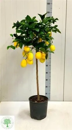 Цитрофортунелла Лимон Майера, артикул: 53912 Зображення товару Цитрофортунелла Лимон Майера, артикул: 53912