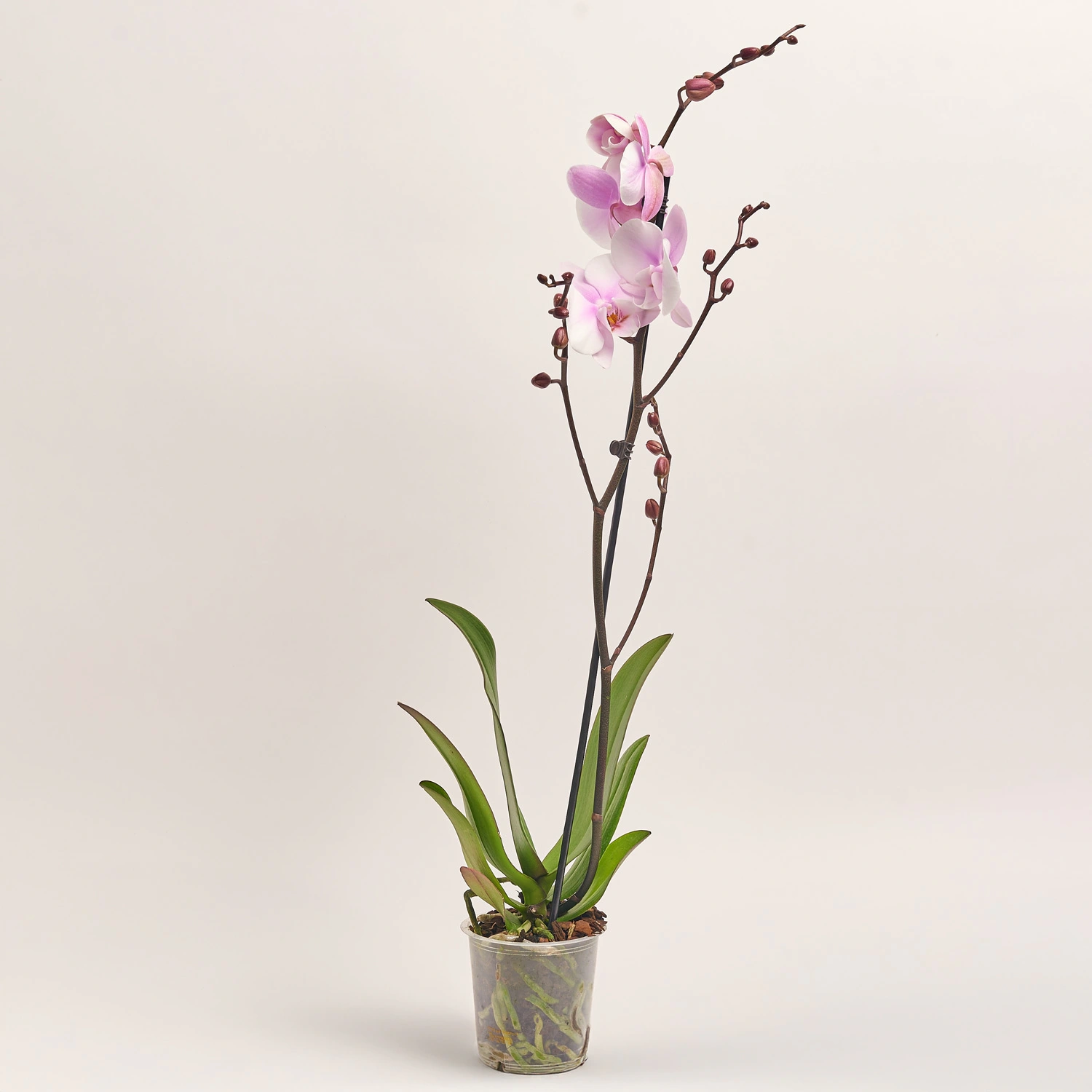 Фаленопсис 1ст. мікс, артикул: 18850 Зображення товару Фаленопсис 1ст. мікс, артикул: 18850