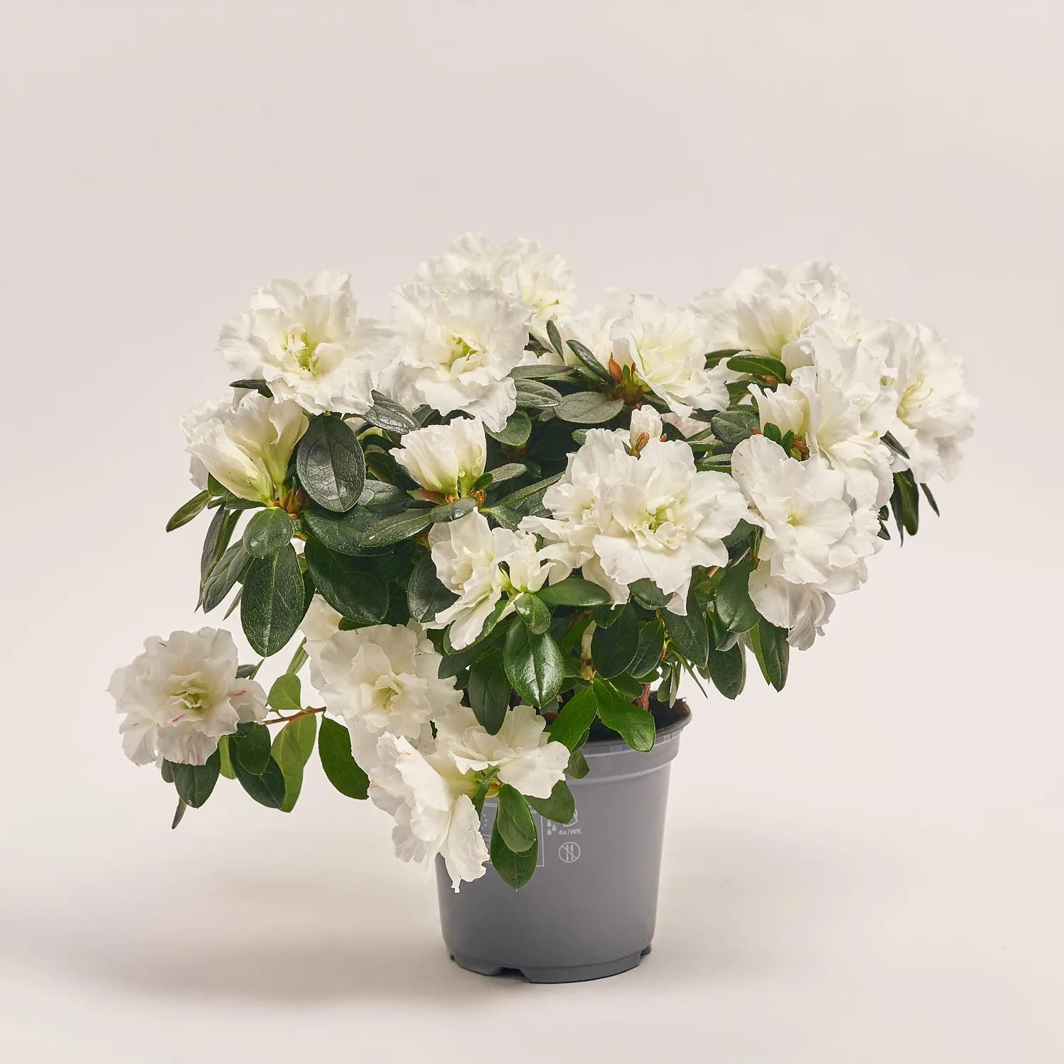 Азалія мікс, артикул: 19316 Зображення товару Азалія мікс, артикул: 19316