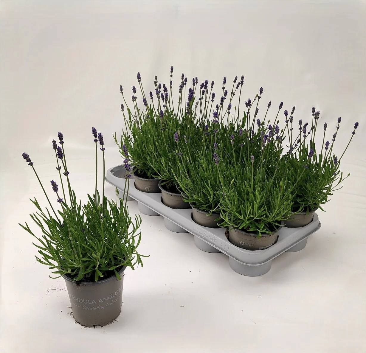 Лаванда Анук Ессенс Парпл, артикул: 57316 Зображення товару Лаванда Анук Ессенс Парпл, артикул: 57316