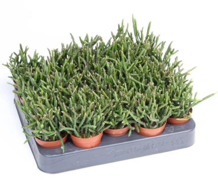 Рипсаліс Барчела, артикул: 53325 Зображення товару Рипсаліс Барчела, артикул: 53325