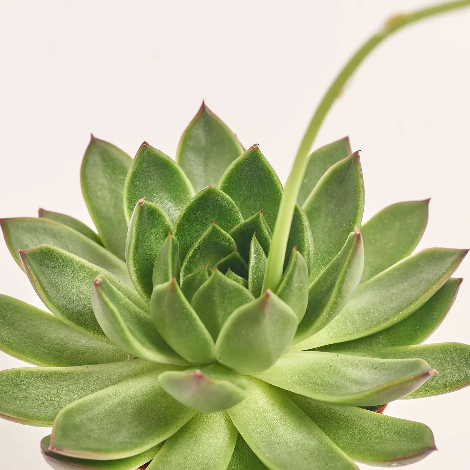 Зображення товару Ехеверія мікс, артикул: 33840