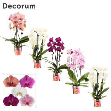 Фаленопсис каскад 2ст. мікс Decorum, артикул: 61312 Зображення товару Фаленопсис каскад 2ст. мікс Decorum, артикул: 61312