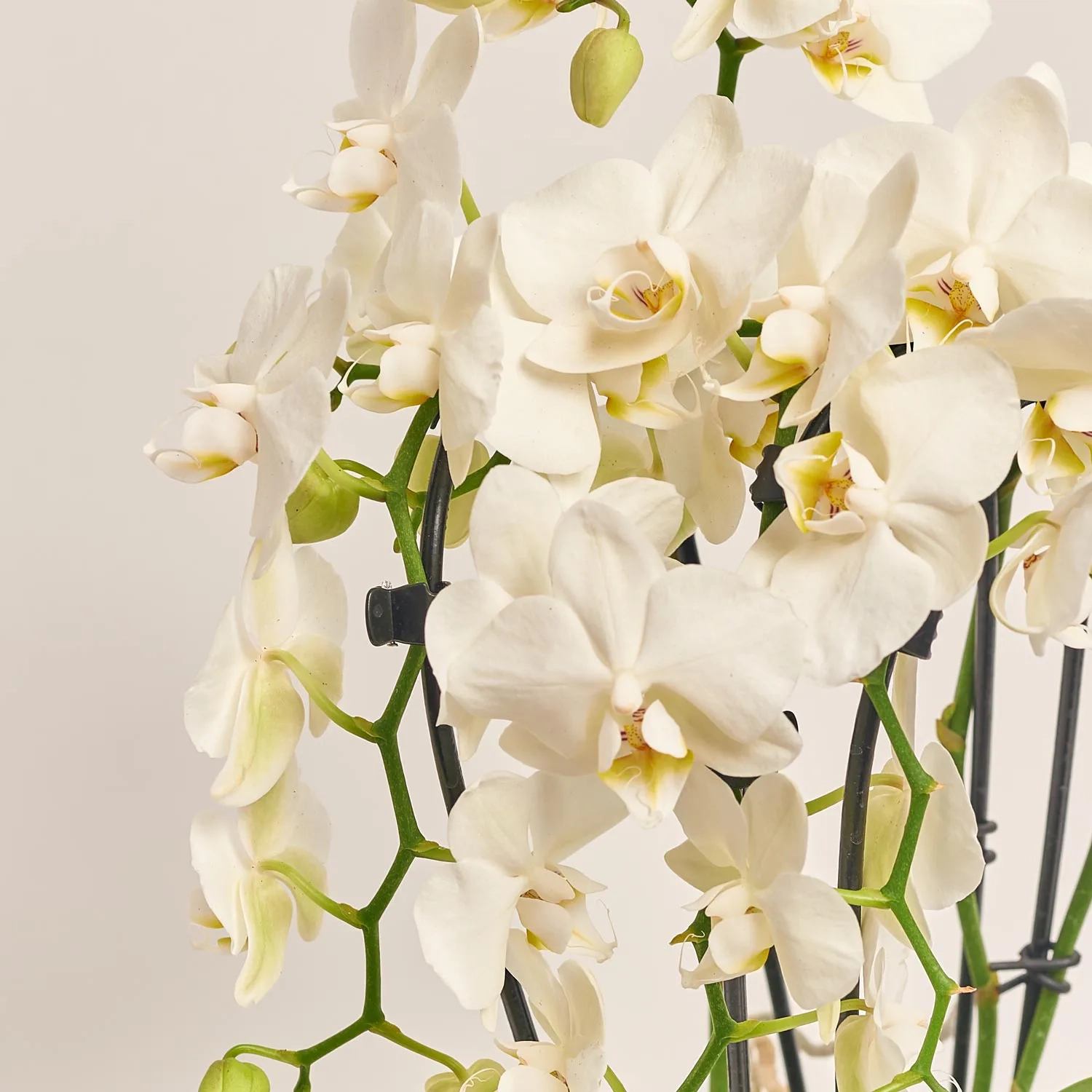 Фаленопсис каскад 3ст. білий, артикул: 52907 Зображення товару Фаленопсис каскад 3ст. білий, артикул: 52907