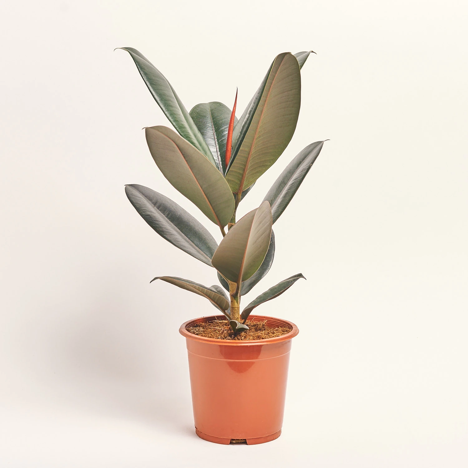 Зображення товару Фікус ел Абіджан 1ст., артикул: 53121