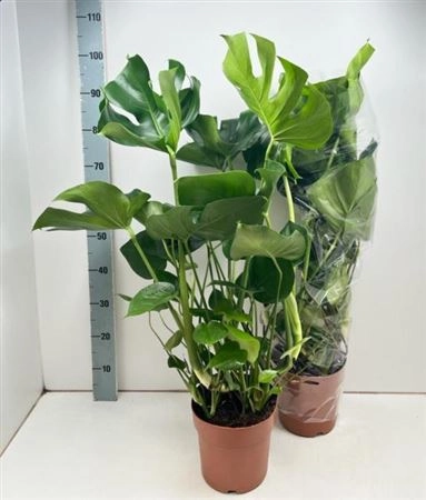 Зображення товару Монстера Деліціоза, артикул: 38487