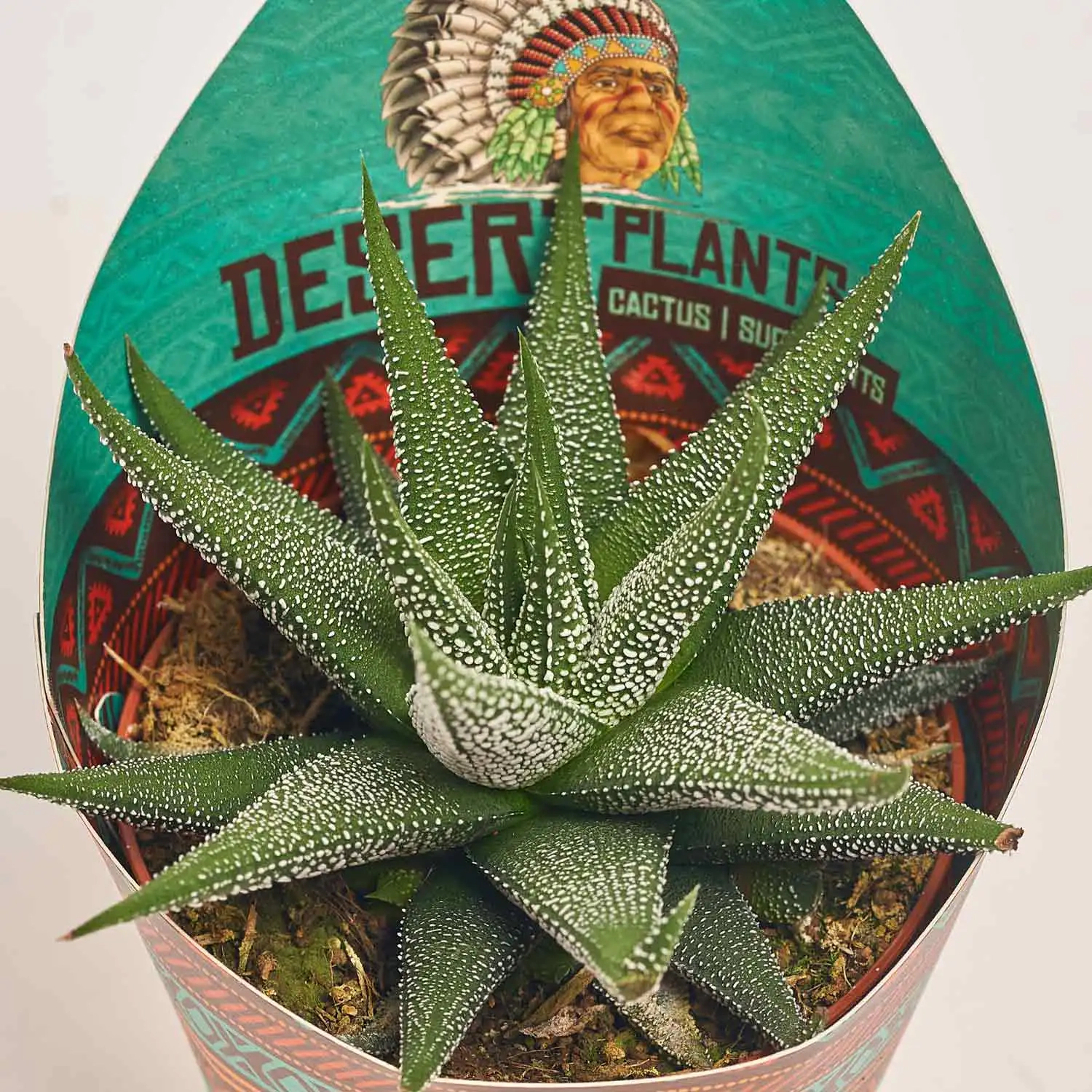 Зображення товару Алоє мікс, артикул: 46262