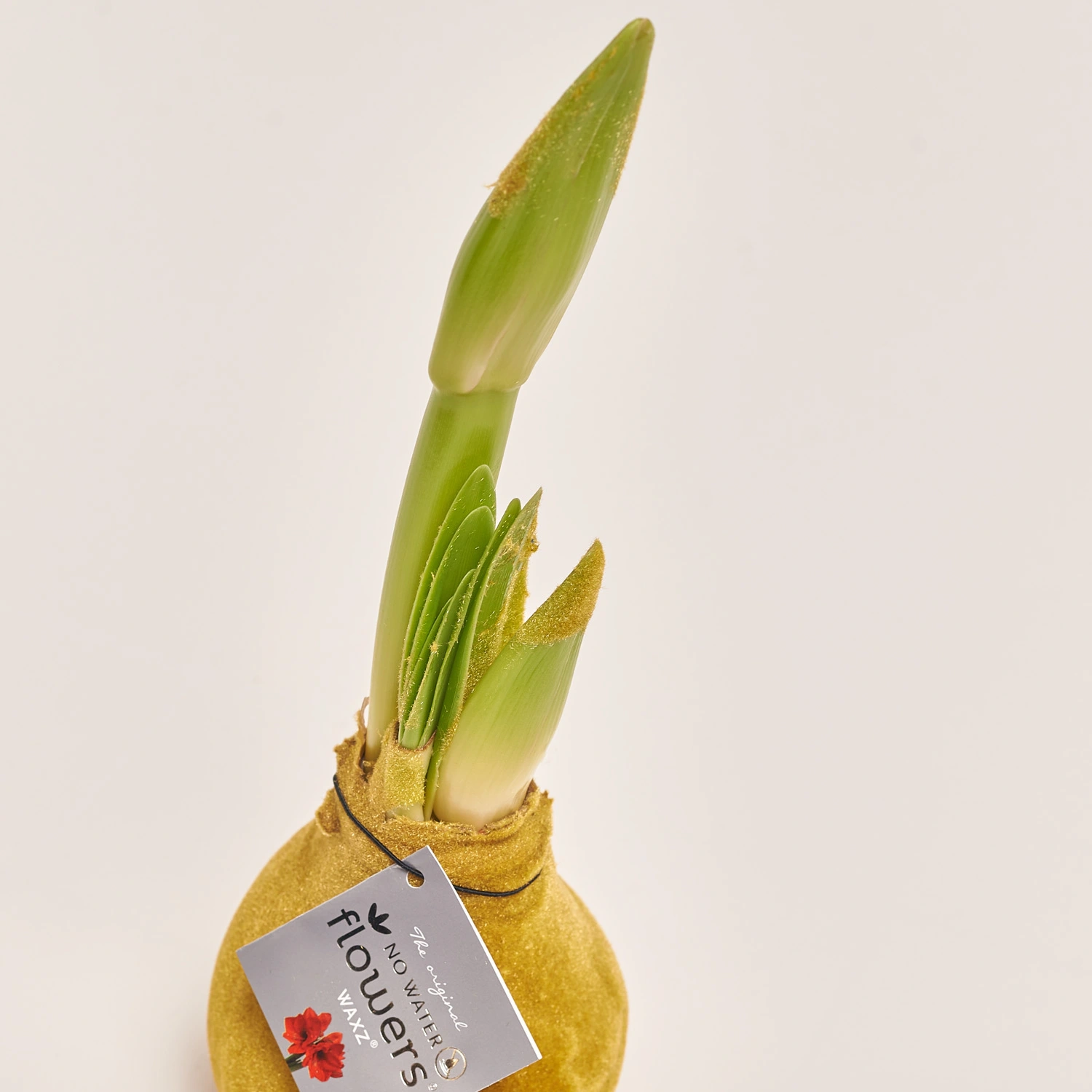 Амариліс "Вельвет Тач" Голд, артикул: 54181 Зображення товару Амариліс "Вельвет Тач" Голд, артикул: 54181