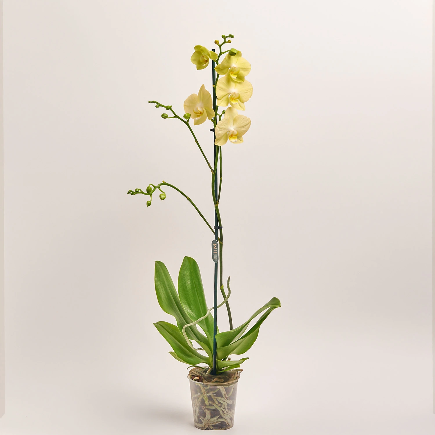 Фаленопсис 1ст. мікс, артикул: 32715 Зображення товару Фаленопсис 1ст. мікс, артикул: 32715