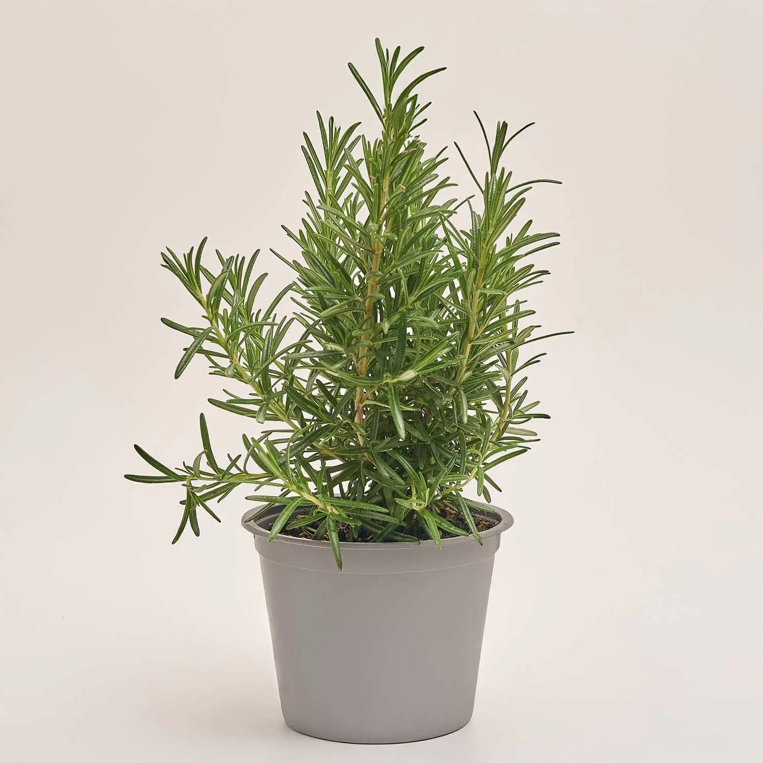 Зображення товару Розмарин, артикул: 18474