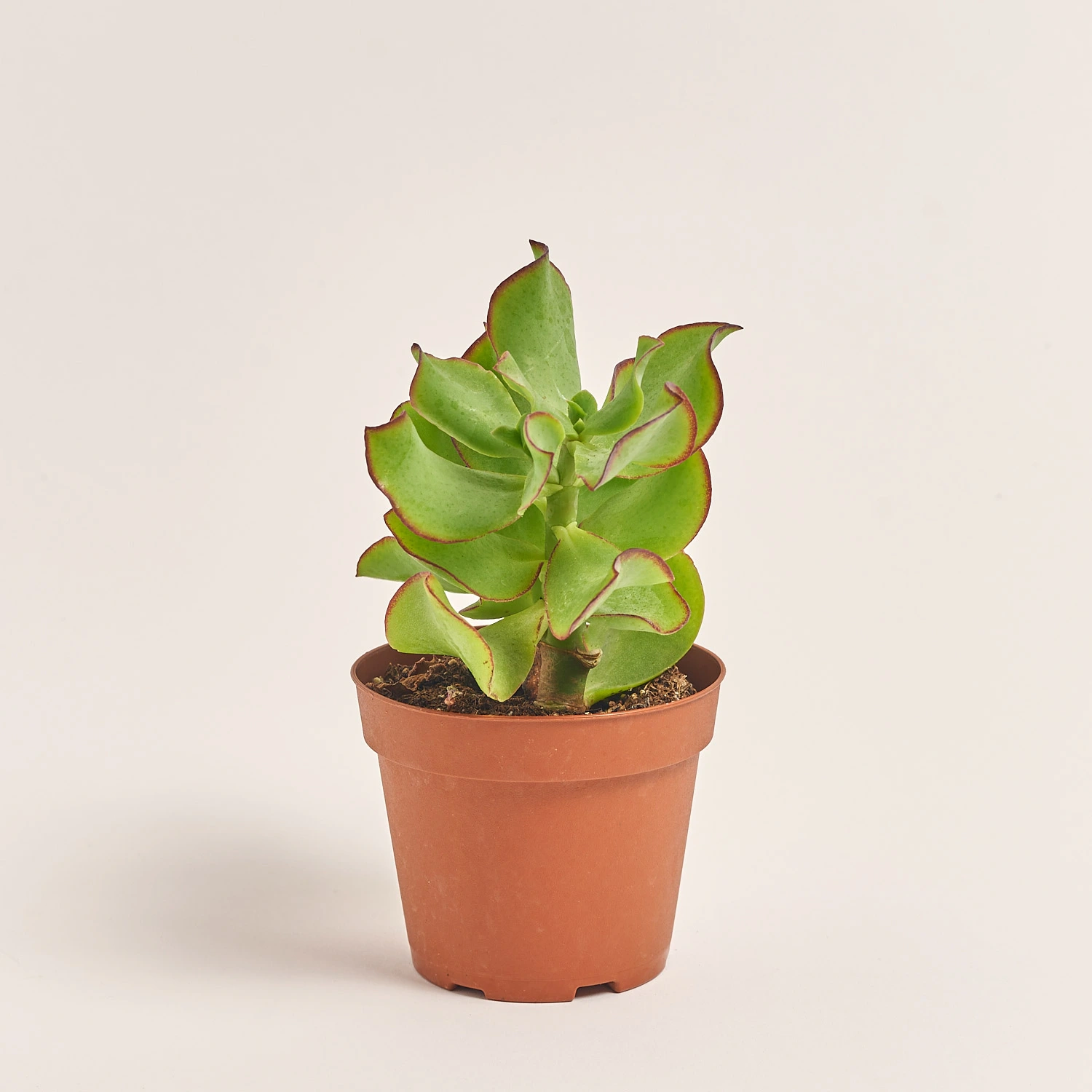 Зображення товару Сукулент мікс, артикул: 2166