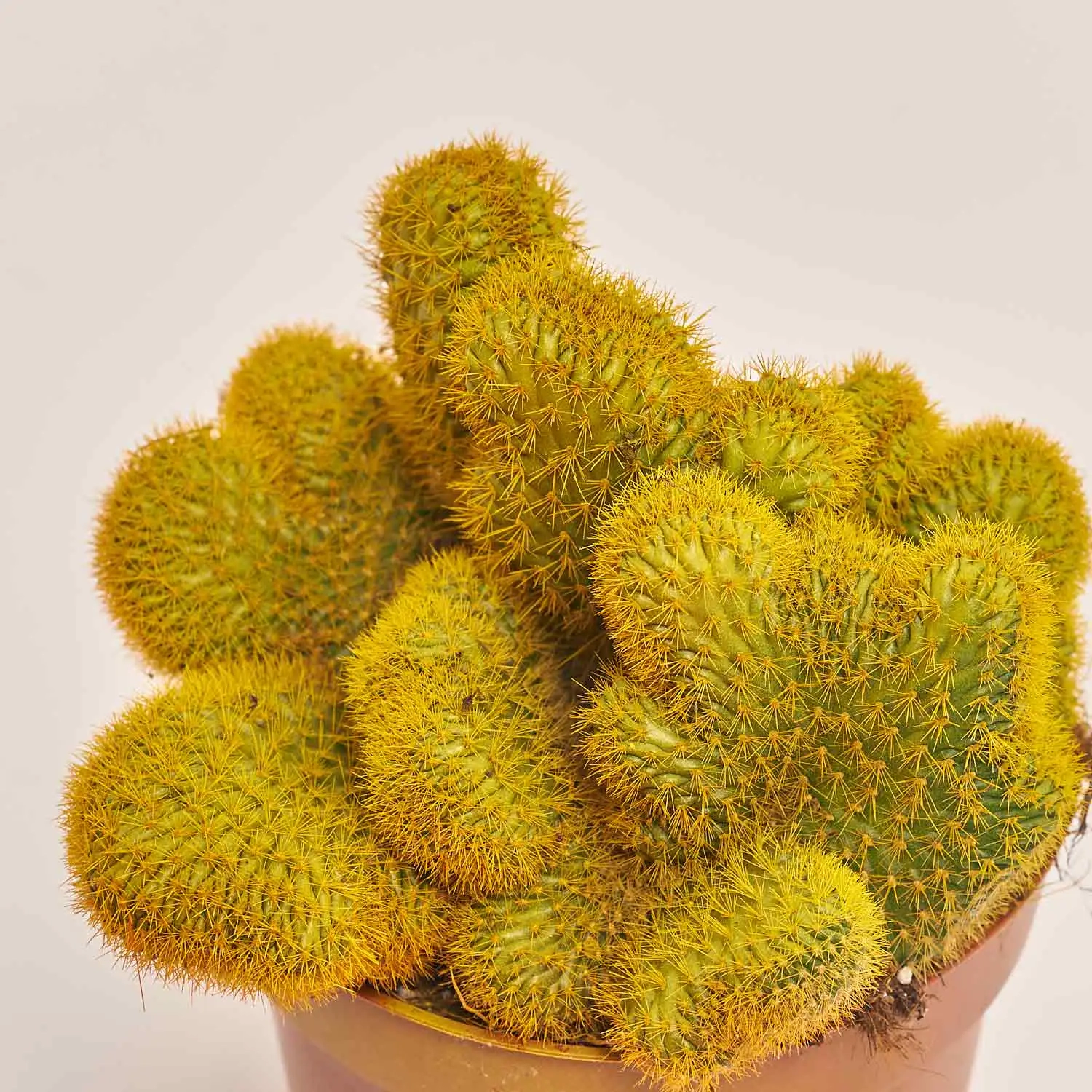 Зображення товару Кактус Рейнбов, артикул: 4792