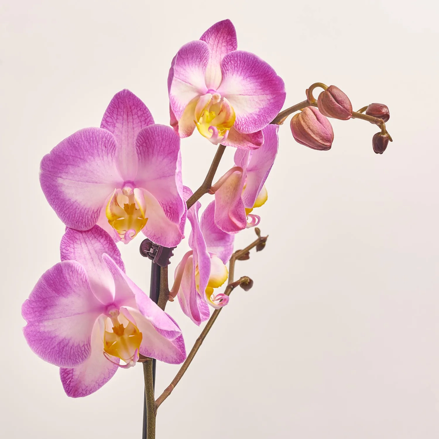 Фаленопсис 1ст. мікс, артикул: 18850 Зображення товару Фаленопсис 1ст. мікс, артикул: 18850