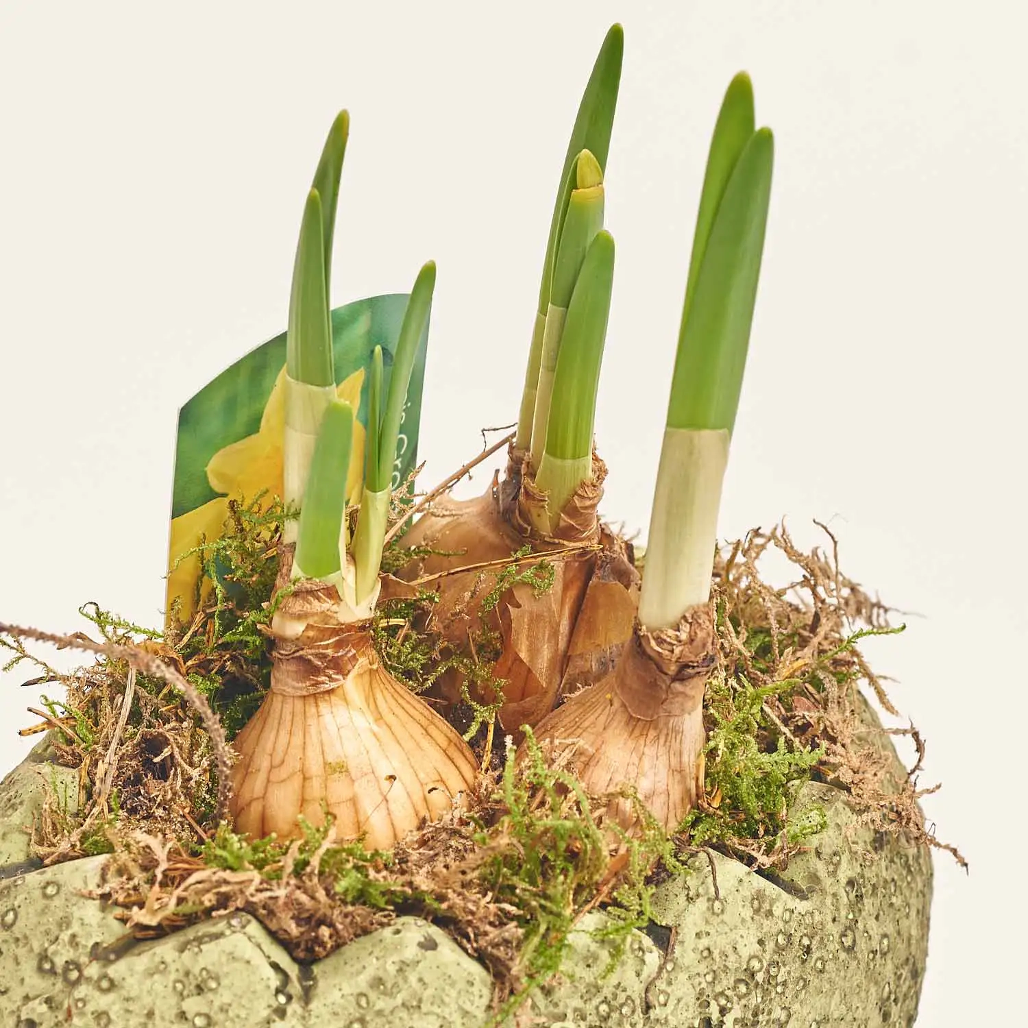 Зображення товару Нарцис Тет-а-Тет в кер., артикул: 56933