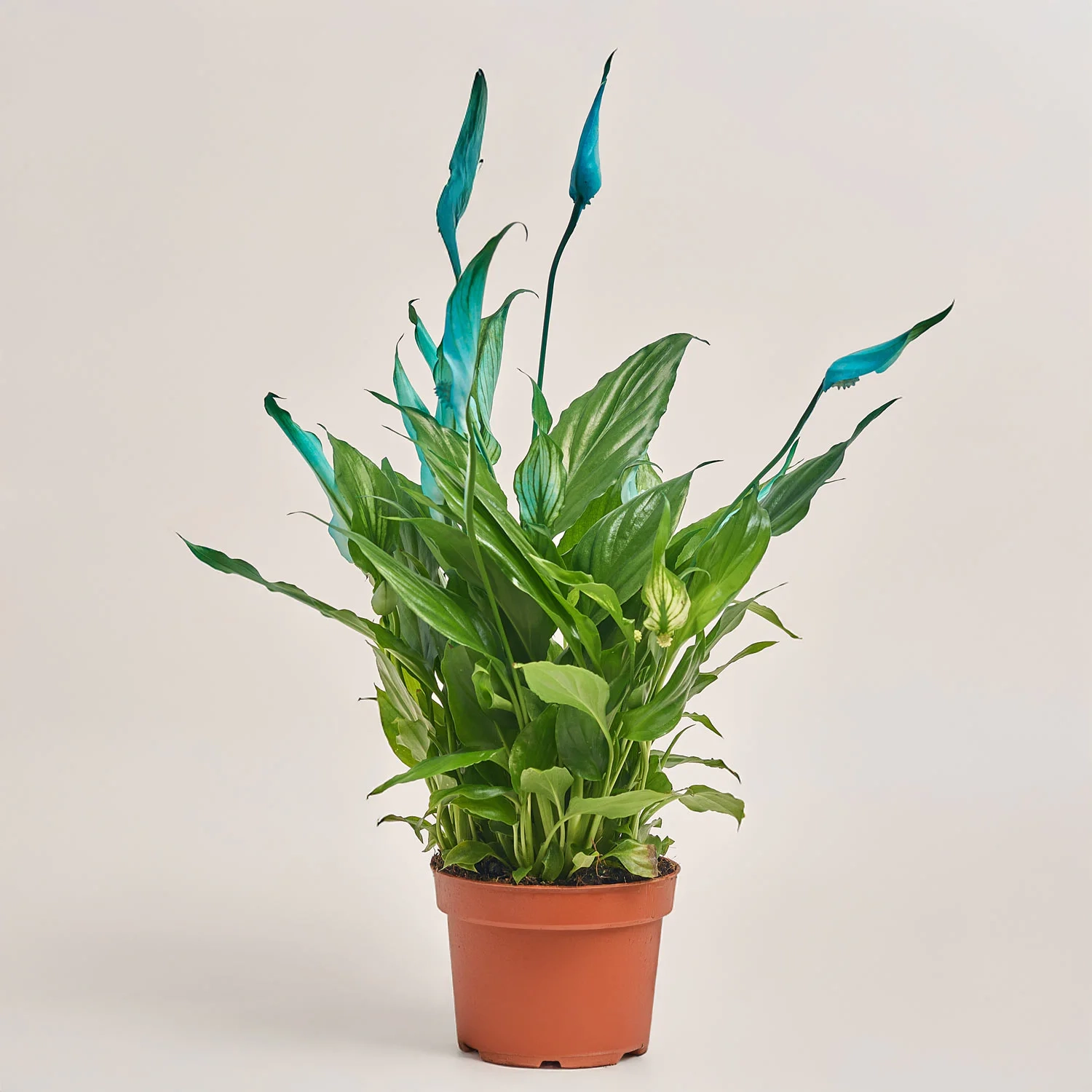 Зображення товару Спатифіллум Шопен фарб., артикул: 53831