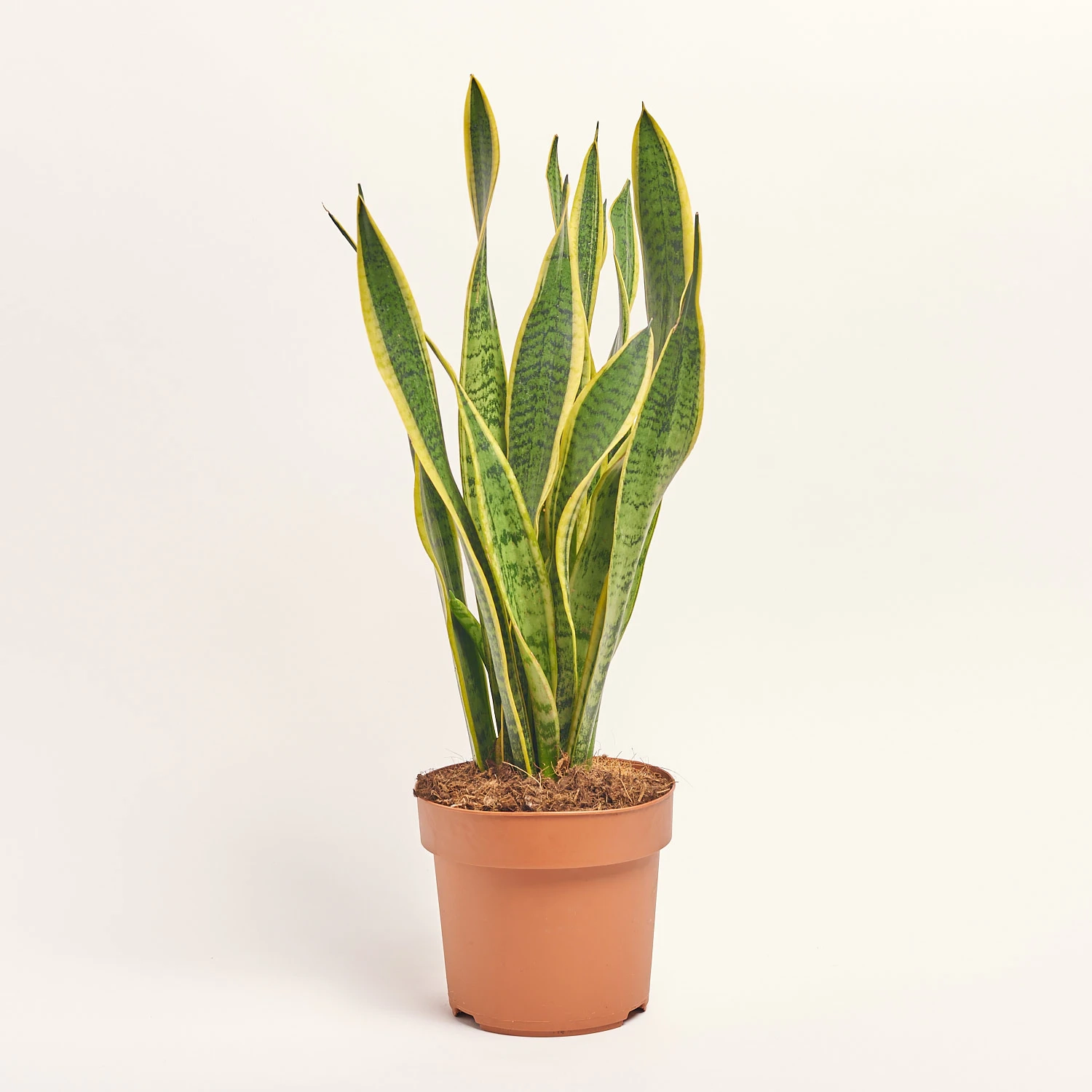 Зображення товару Сансевієрія Лауренті, артикул: 28047
