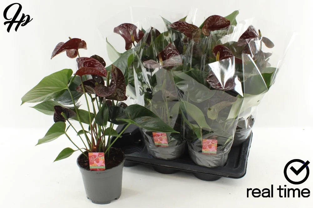 Зображення товару Антуріум Транквілло, артикул: 57433