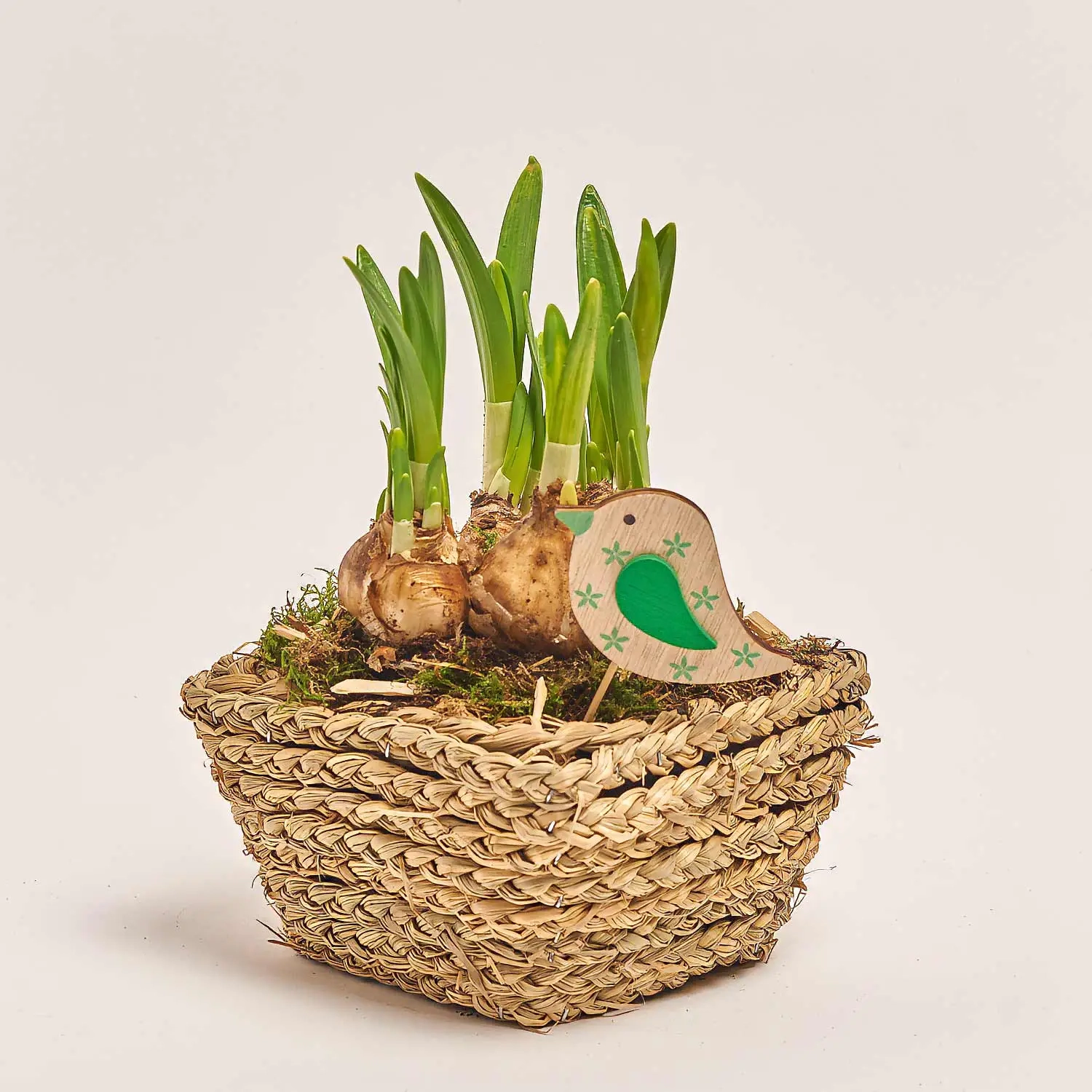 Зображення товару Композиція Нарцис у плет. горщику, артикул: 45996