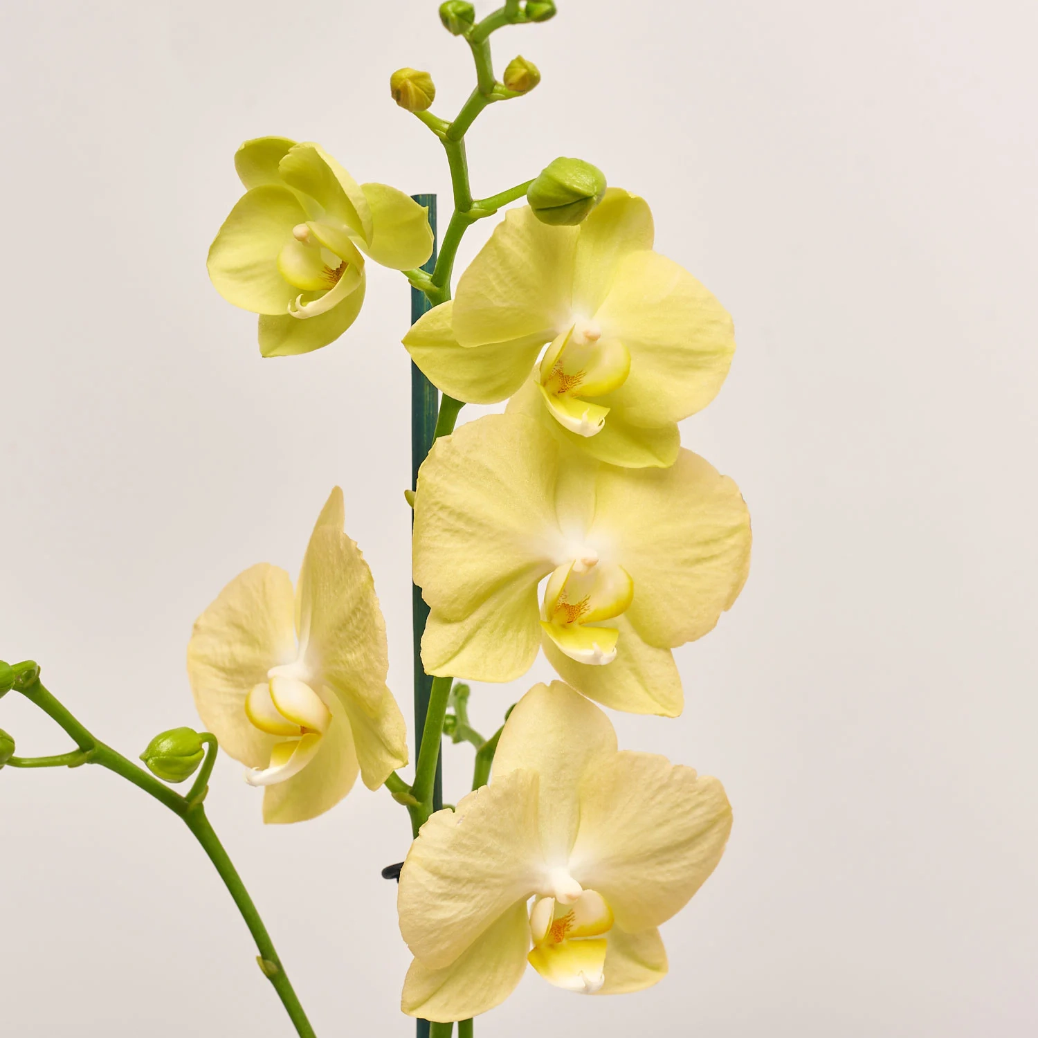 Фаленопсис 1ст. мікс, артикул: 32715 Зображення товару Фаленопсис 1ст. мікс, артикул: 32715