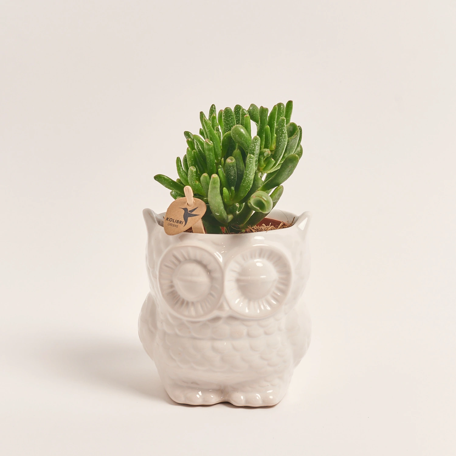 Зображення товару Сукулент мікс "Сова", артикул: 46244