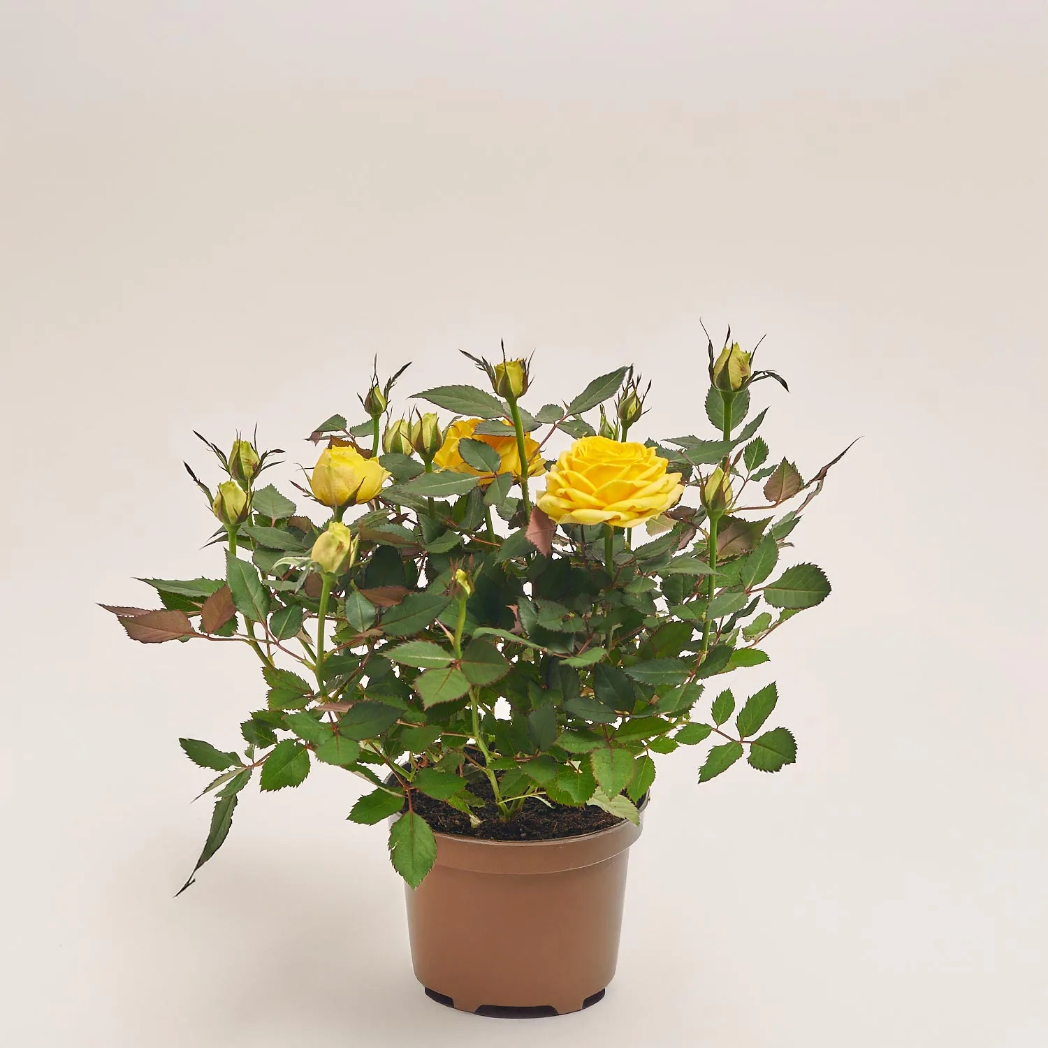 Троянда Кордана, артикул: 4809 Зображення товару Троянда Кордана, артикул: 4809