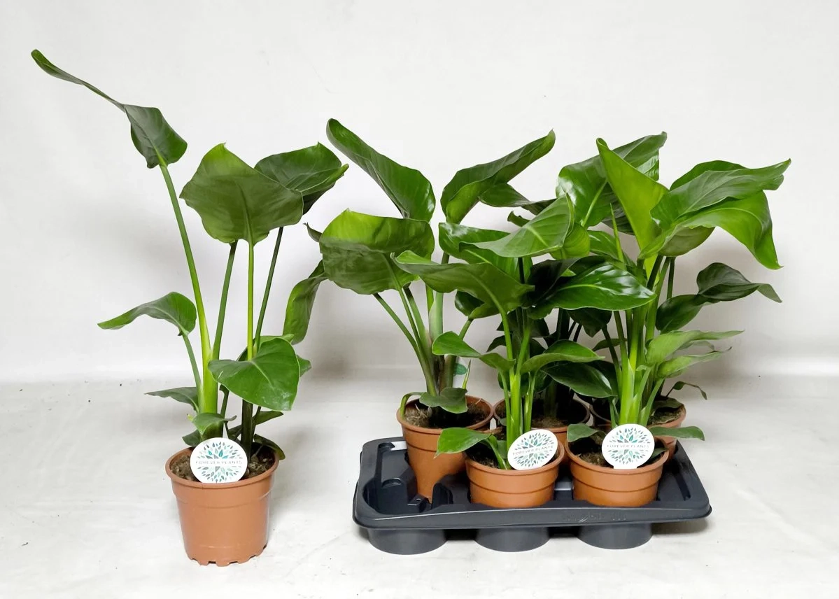 Зображення товару Стреліція Ніколай, артикул: 57466