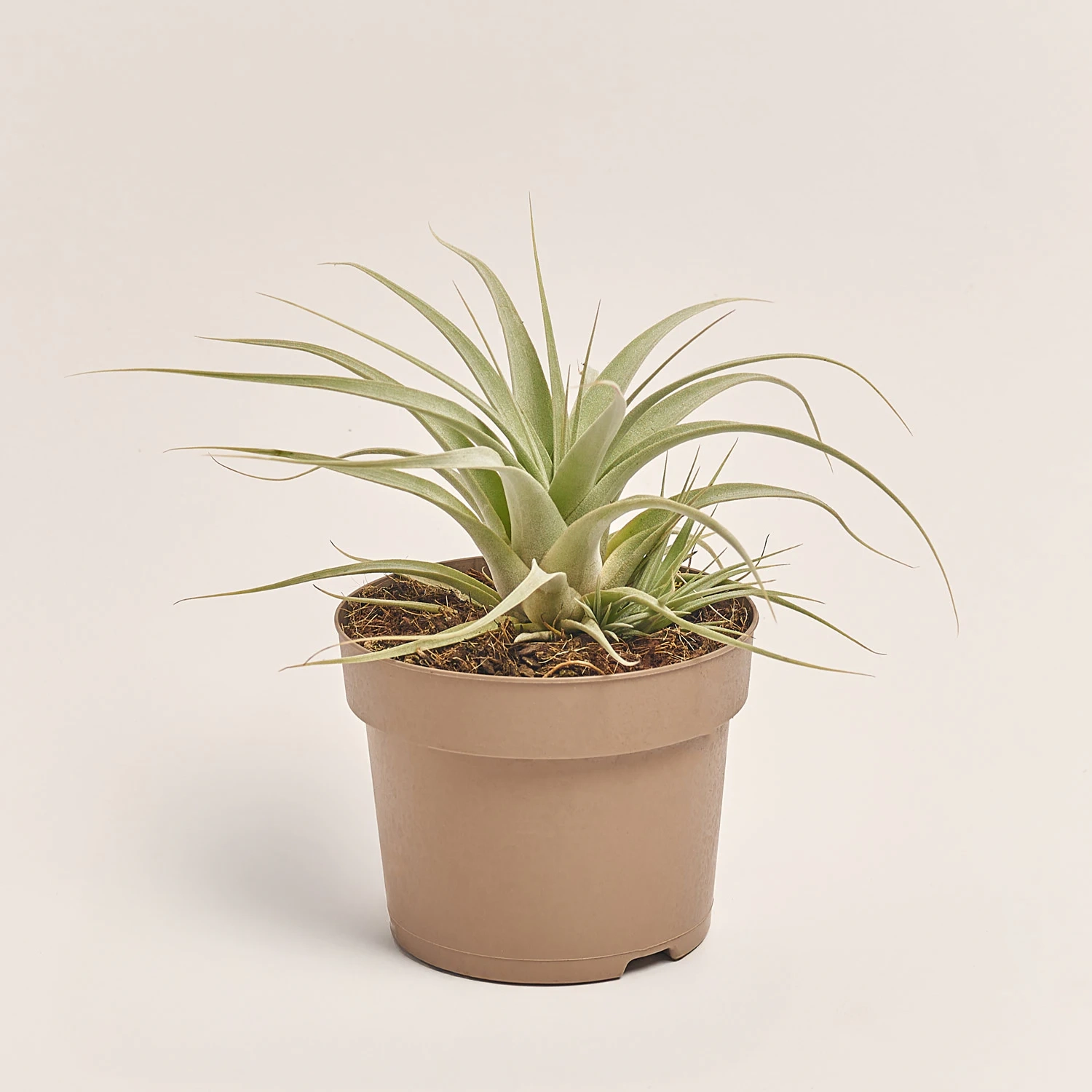 Тілландсія Ксерографіка, артикул: 53074 Зображення товару Тілландсія Ксерографіка, артикул: 53074