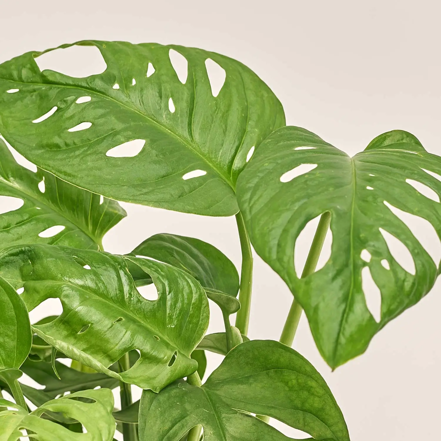 Зображення товару Монстера Адансона, артикул: 18079