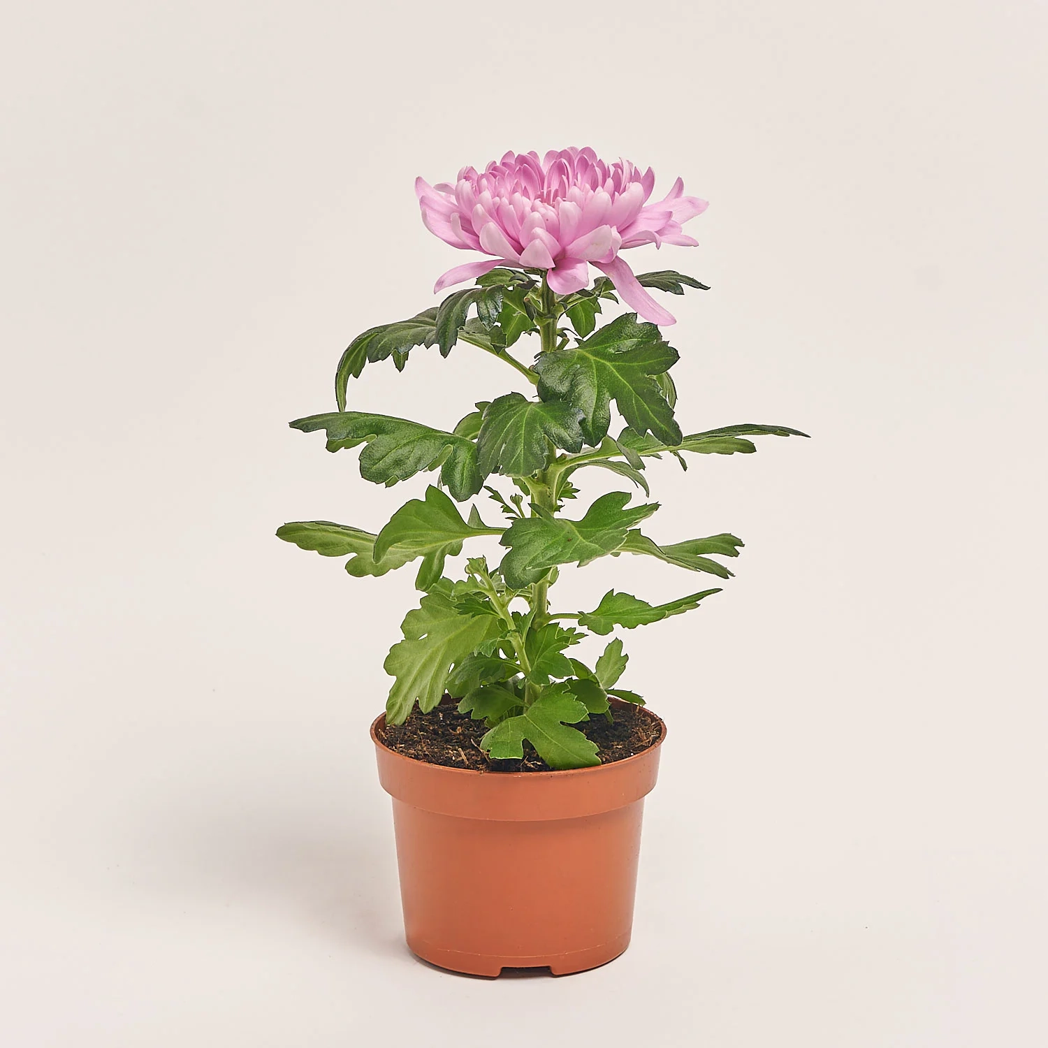 Хризантема Супернова мікс, артикул: 26451 Зображення товару Хризантема Супернова мікс, артикул: 26451