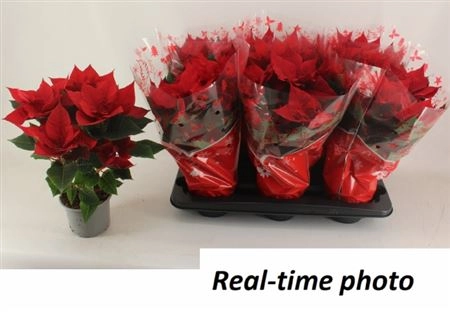 Пуансетія Крісмас Юніверс, артикул: 33075 Зображення товару Пуансетія Крісмас Юніверс, артикул: 33075