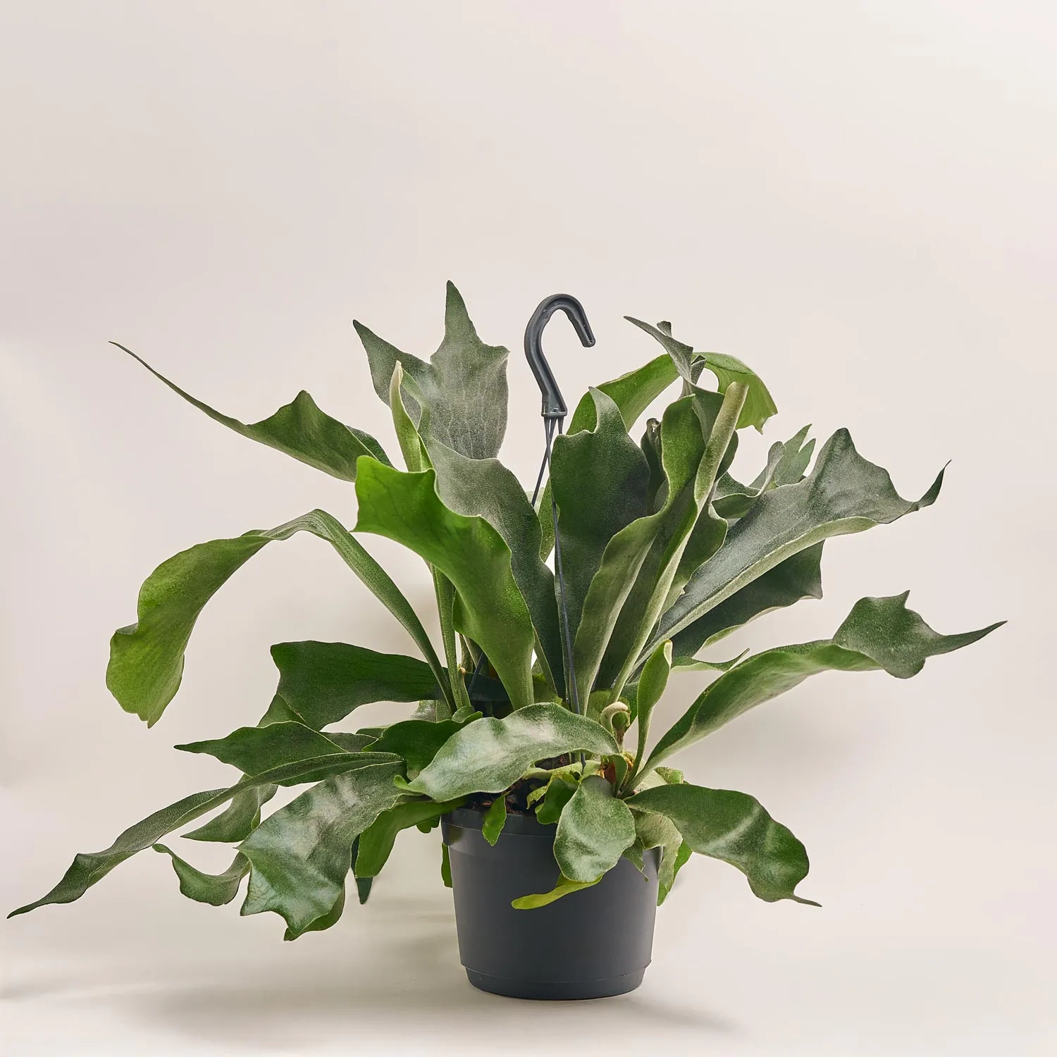 Зображення товару Папоротні мікс, артикул: 53276