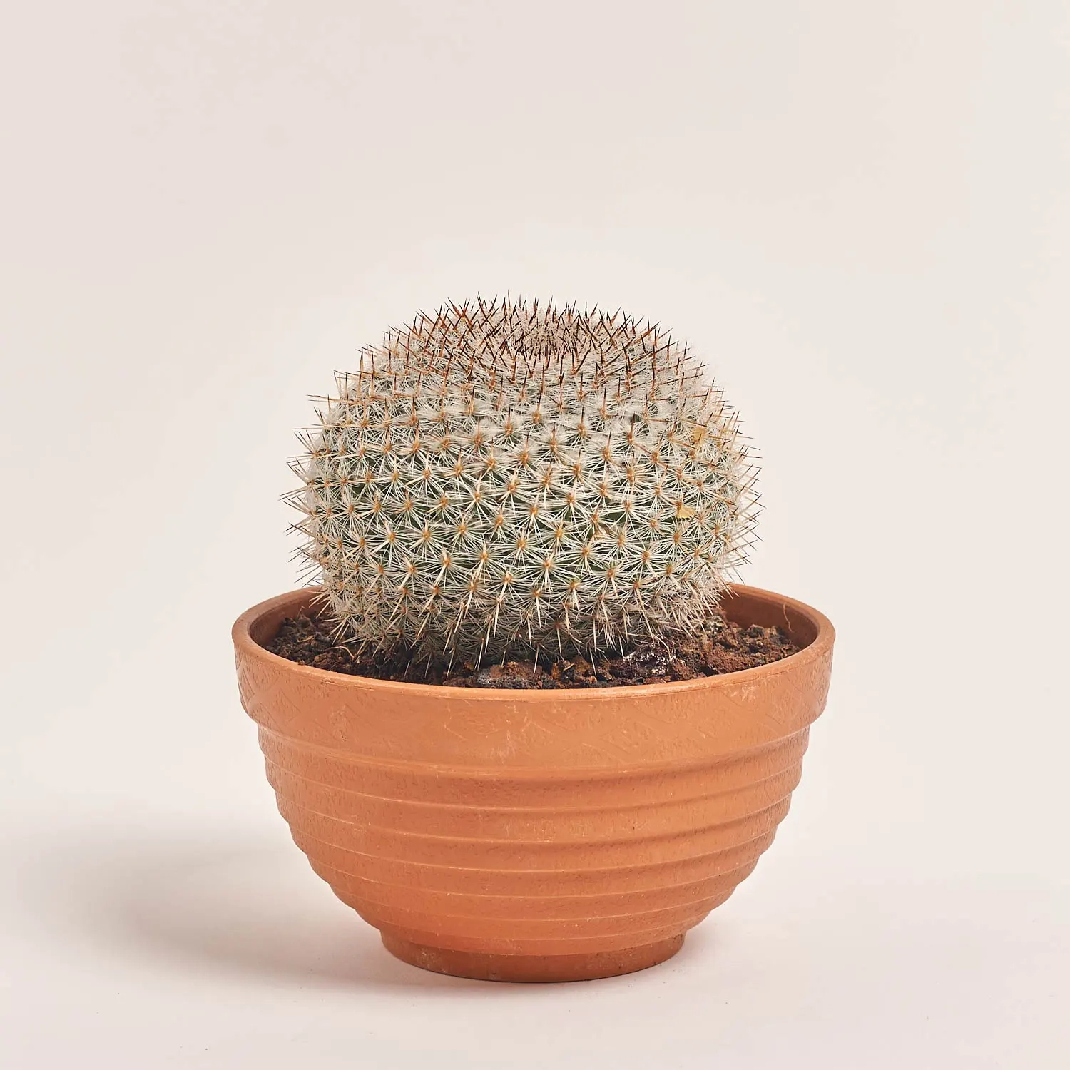 Зображення товару Кактус мікс, артикул: 56847