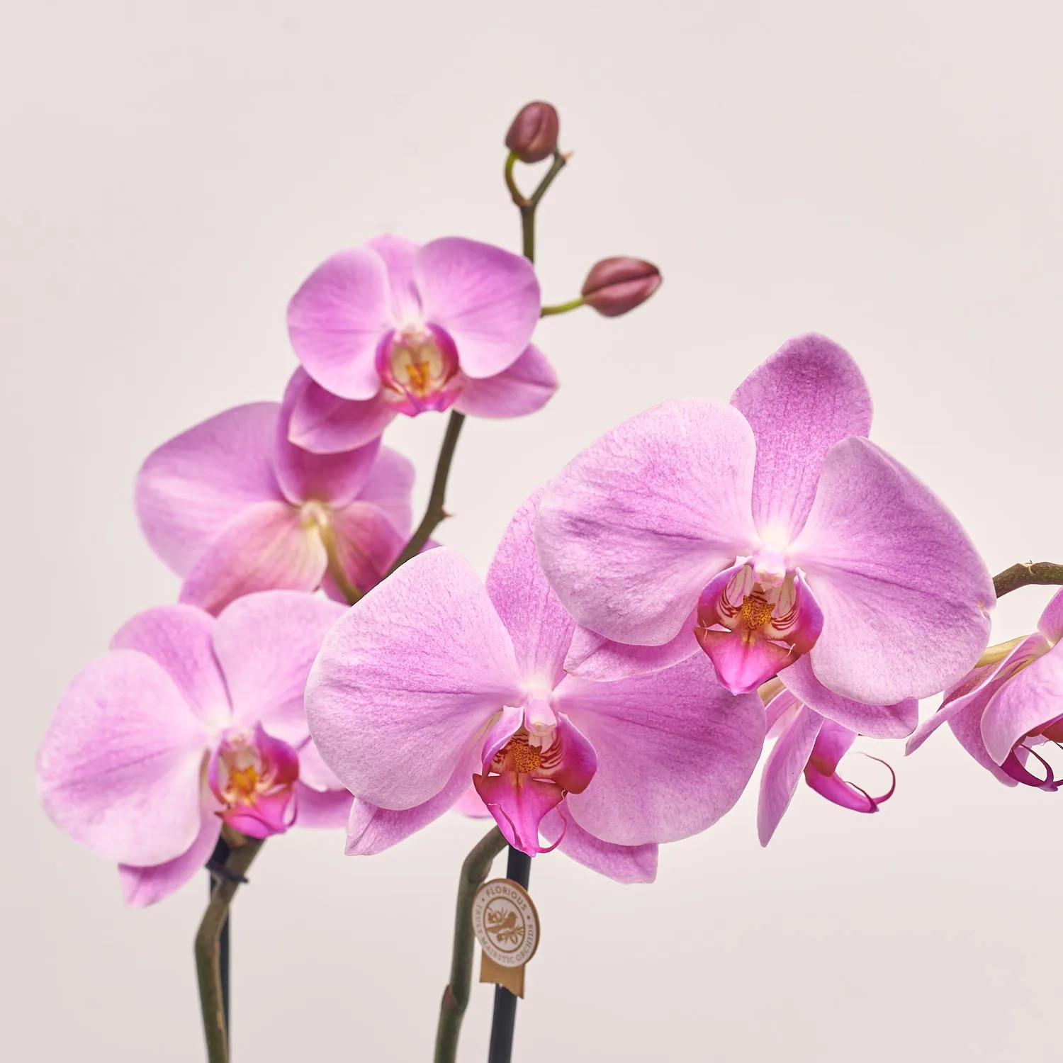 Фаленопсис Гранді №15 2ст. рожевий в кер., артикул: 55612 Зображення товару Фаленопсис Гранді №15 2ст. рожевий в кер., артикул: 55612