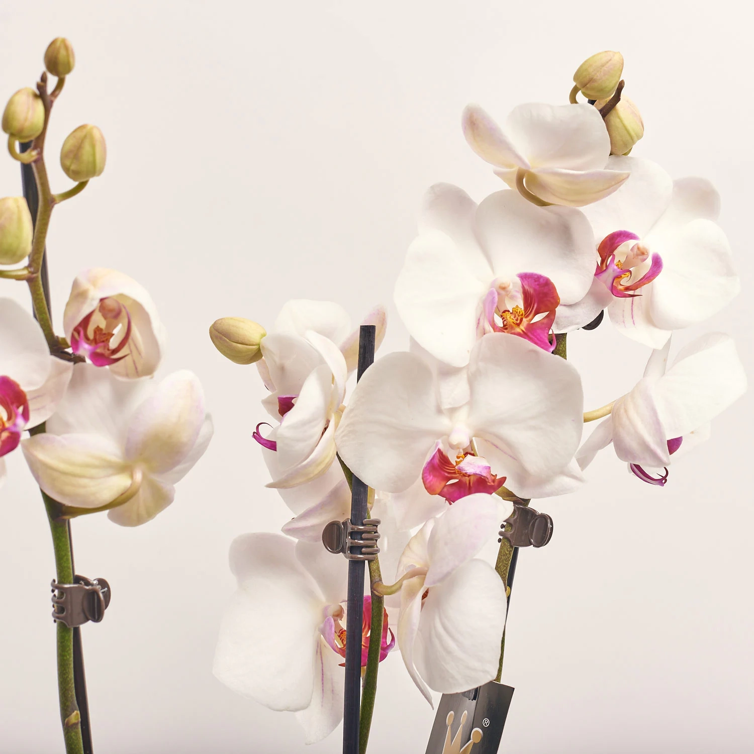 Зображення товару Фаленопсис 3ст. мікс, артикул: 1316