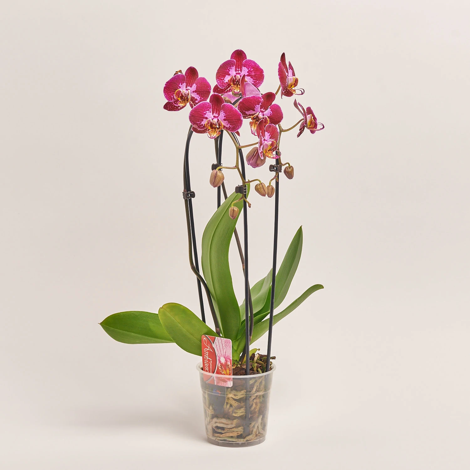 Зображення товару Фаленопсис каскад 2ст. мікс, артикул: 18513