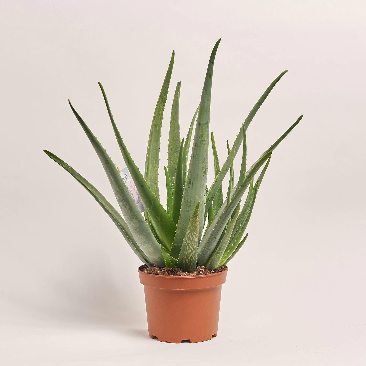 Зображення товару Алоє Вера, артикул: 55393