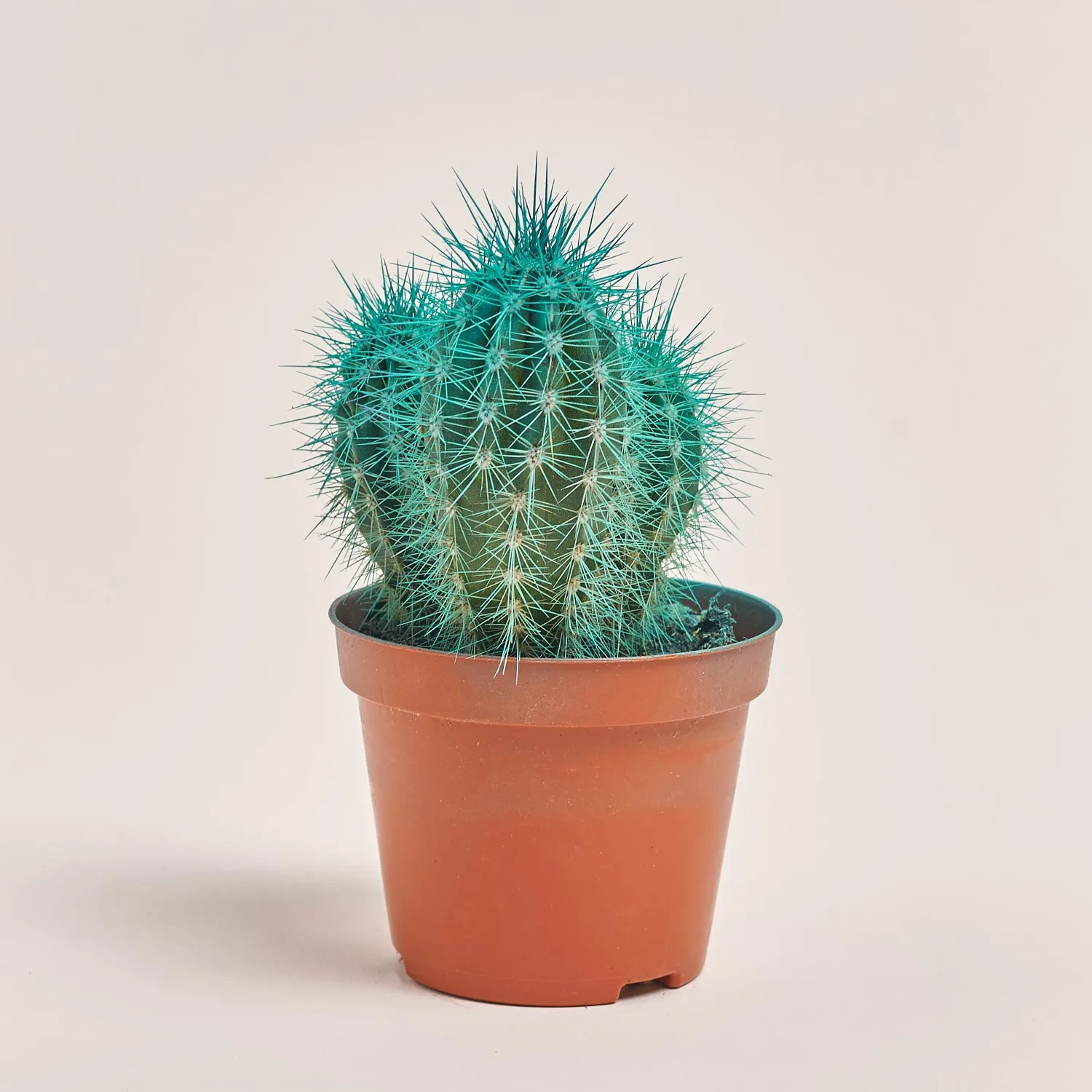 Зображення товару Кактус Рейнбов, артикул: 5912