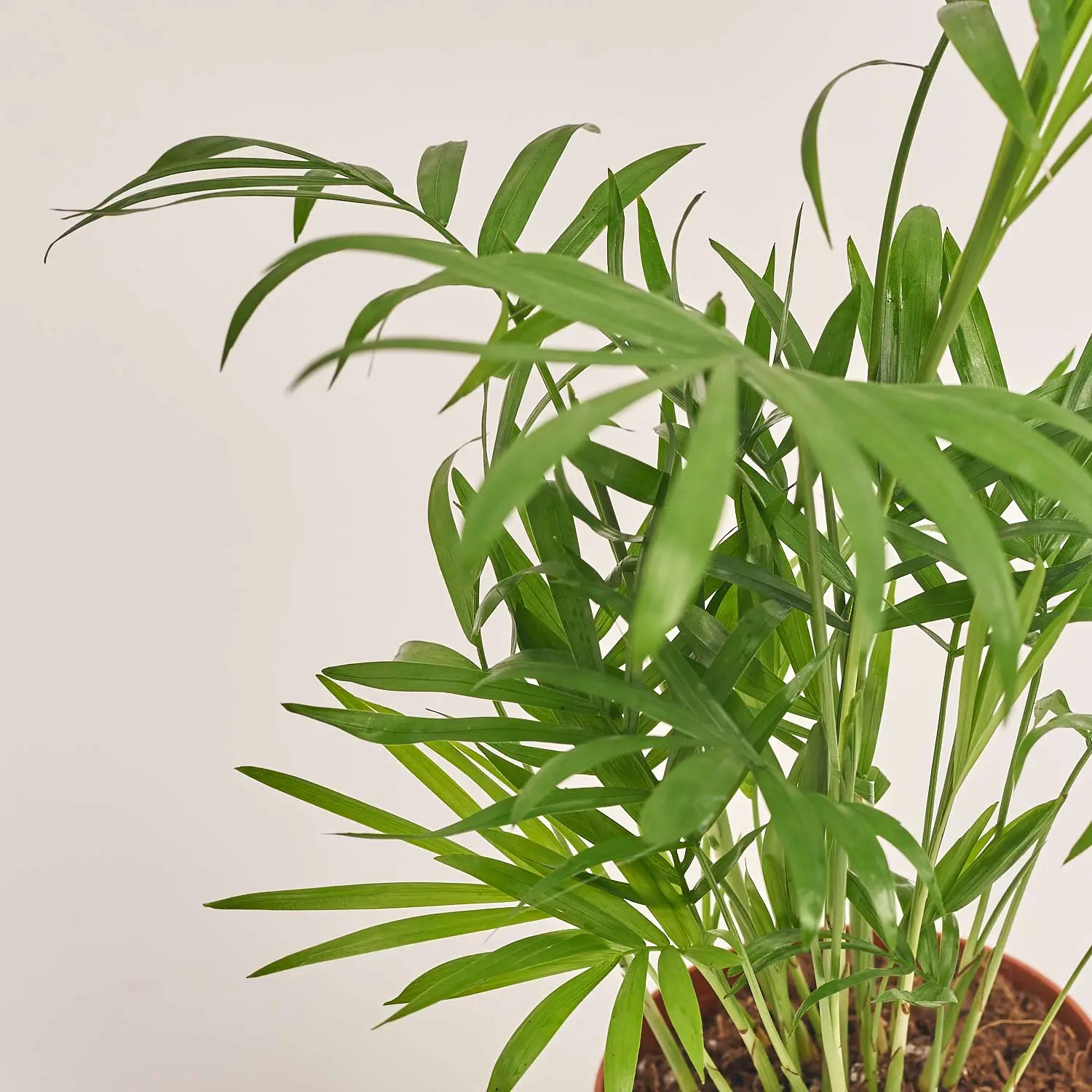 Хамедорея Елеганс, артикул: 37081 Зображення товару Хамедорея Елеганс, артикул: 37081