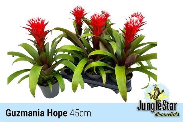 Гузманія Хоуп, артикул: 57192 Зображення товару Гузманія Хоуп, артикул: 57192