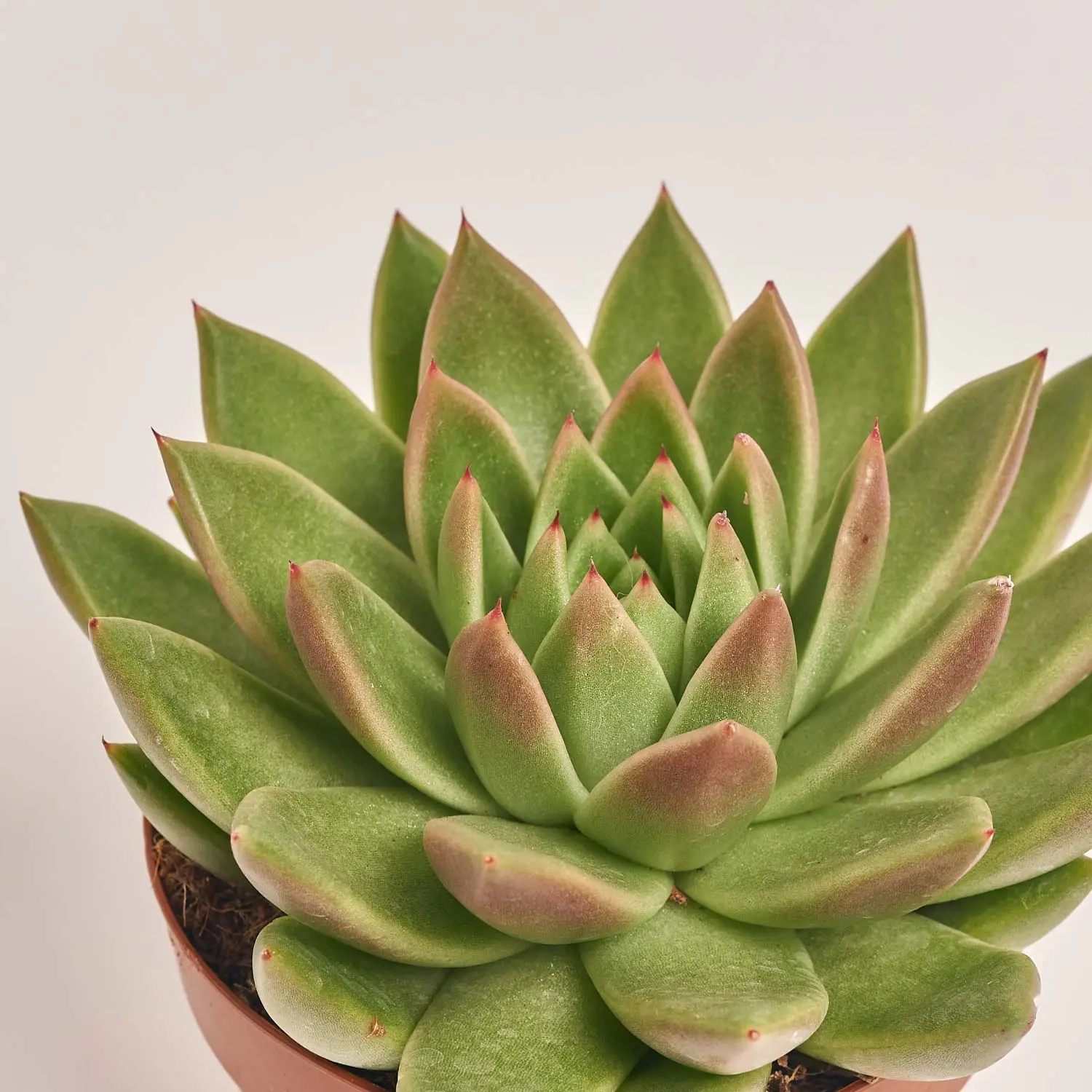 Зображення товару Сукулент мікс, артикул: 2084